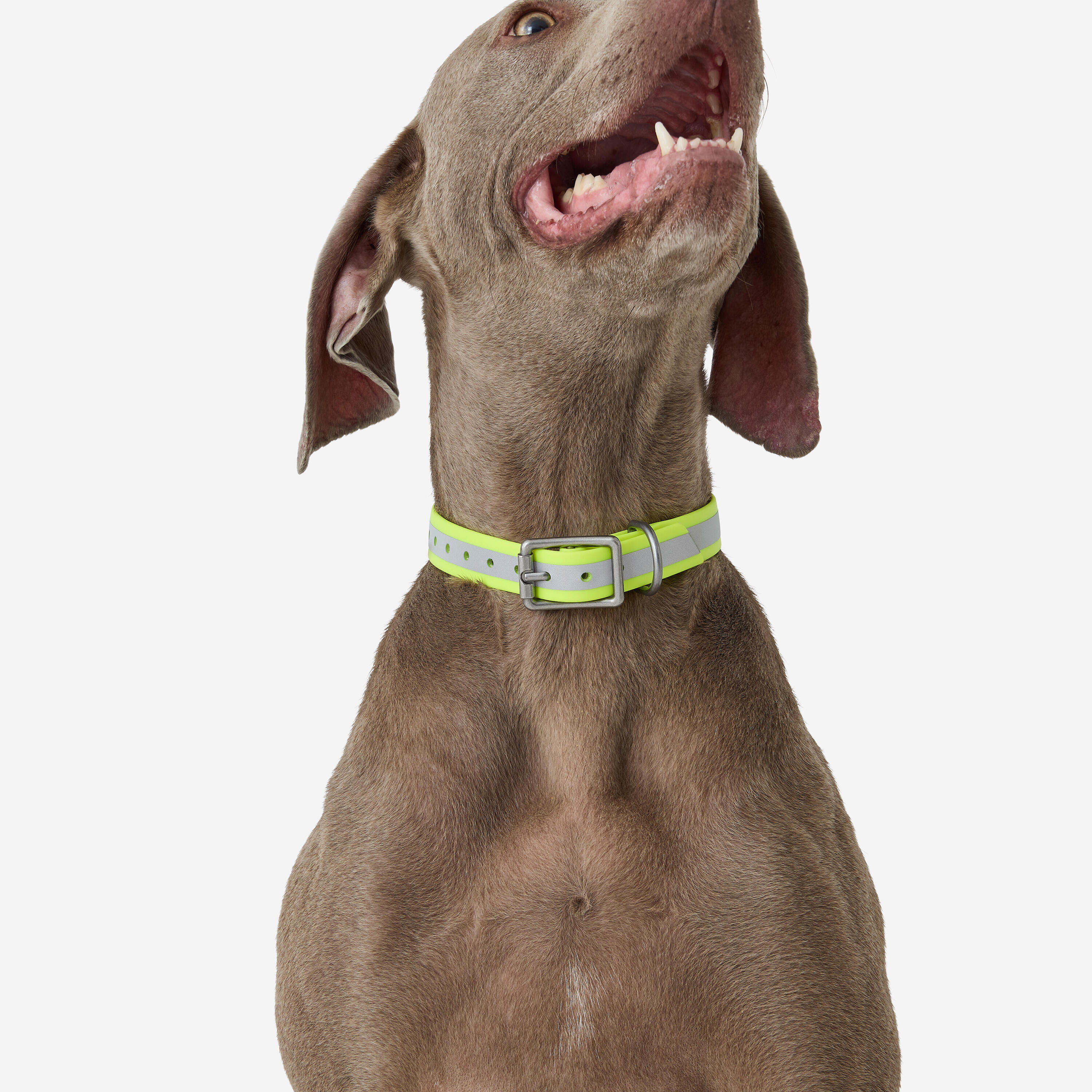 Collier réfléchissant pour chien 500 jaune fluo 2/3
