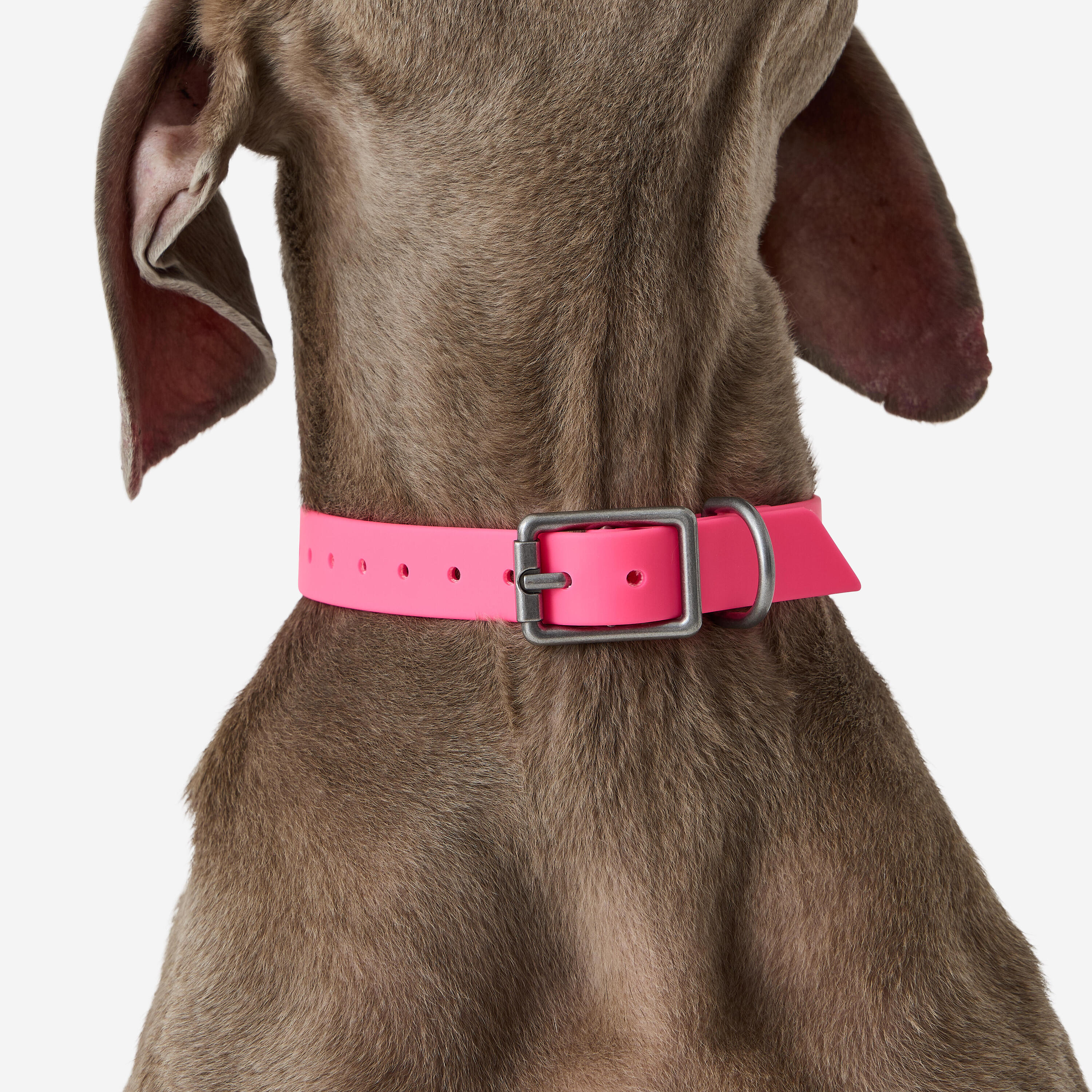 Collare cane 500 ECO rosa fluo 2/3