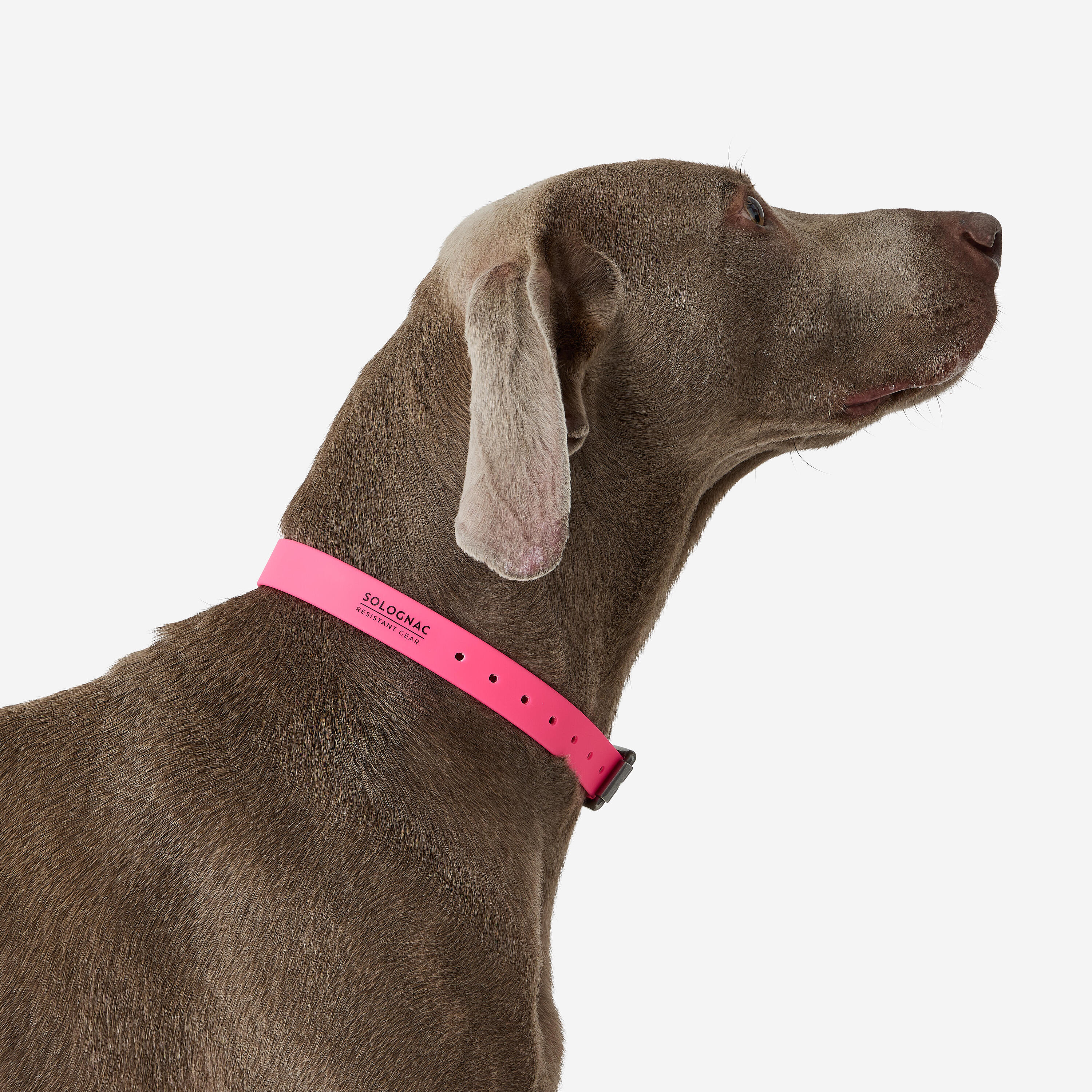 Collare cane 500 ECO rosa fluo 3/3