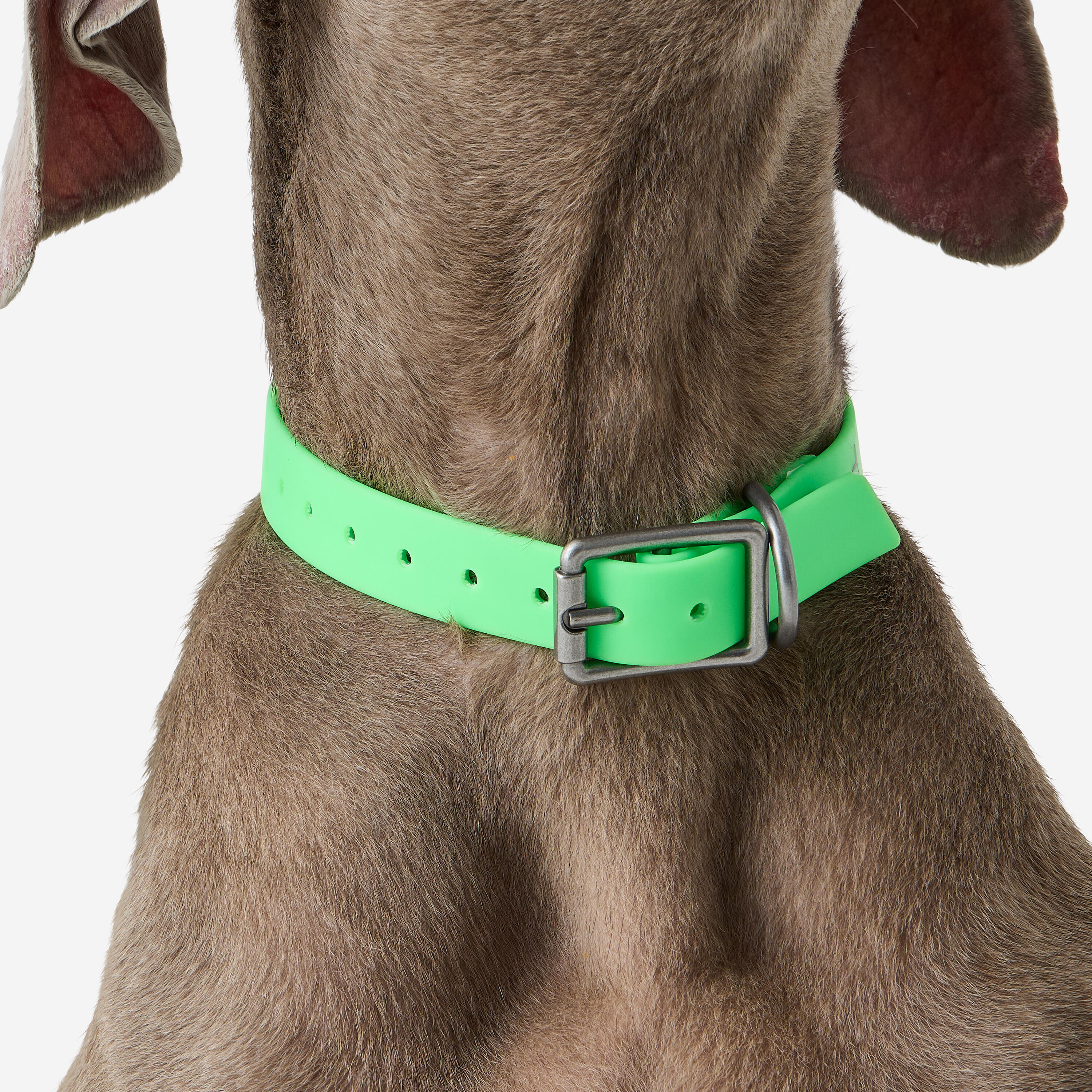 Coleira para Cão de Caça 500 Verde Néon 2/3