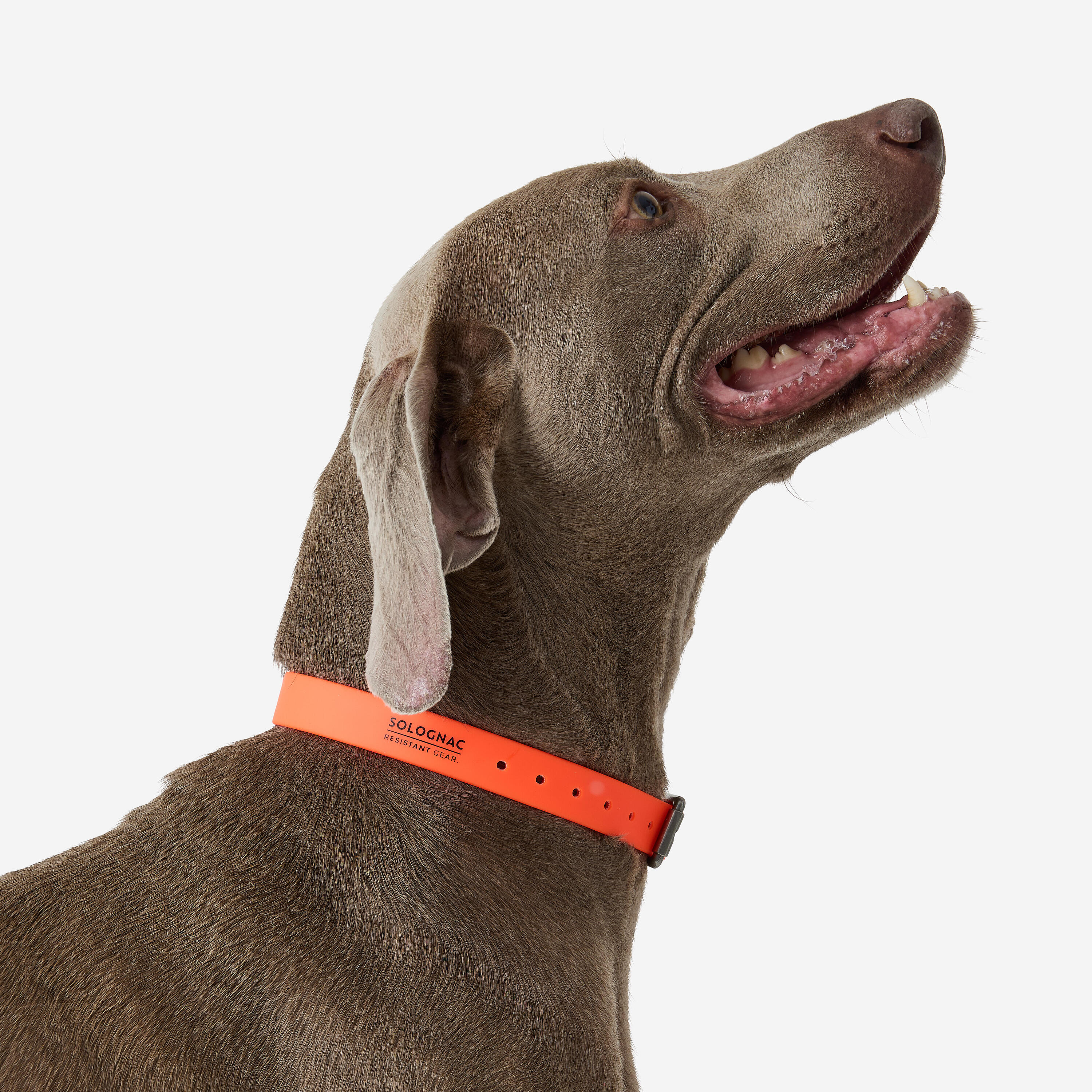 Collare cane 500 ECO arancione fluo 3/3