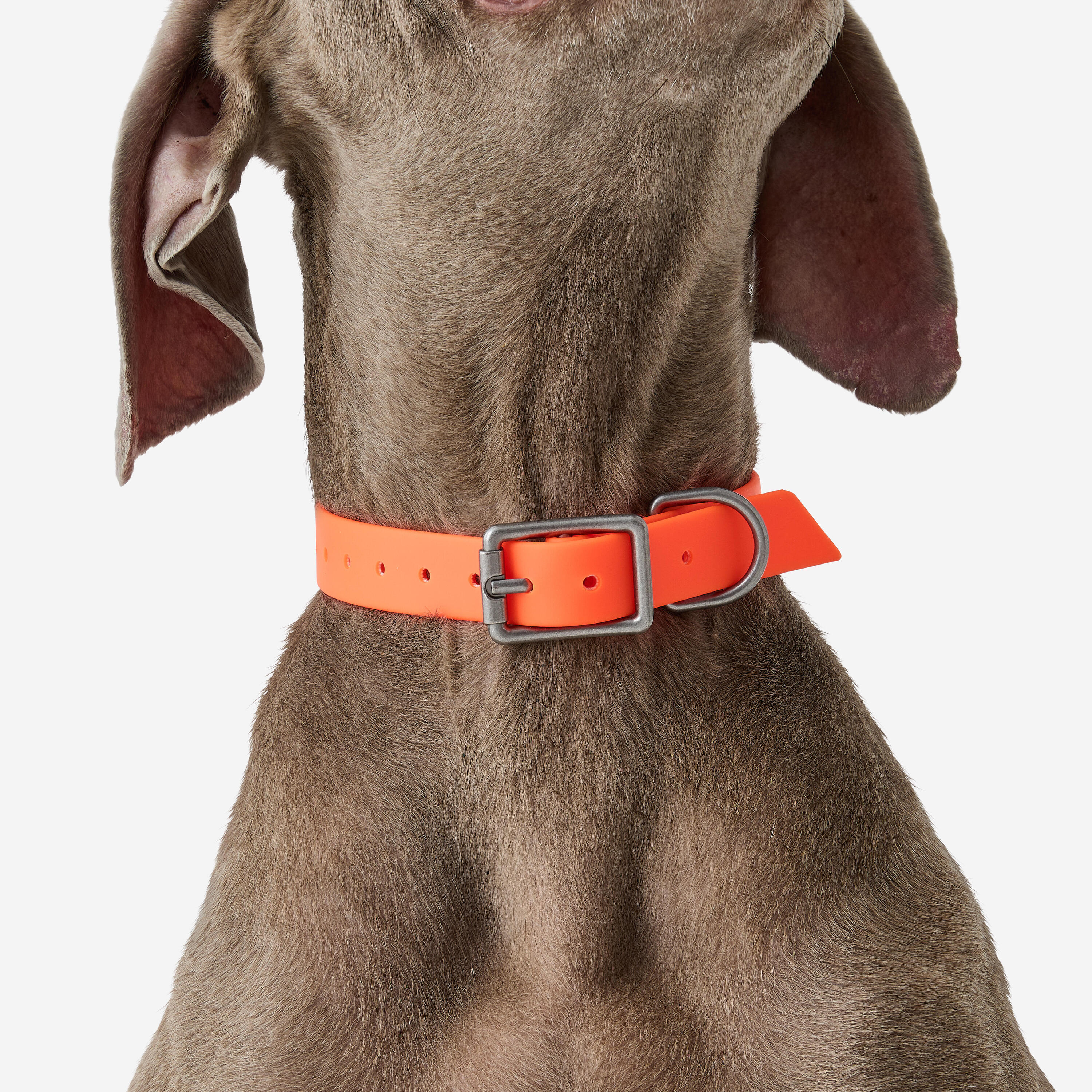 Collare cane 500 ECO arancione fluo 2/3