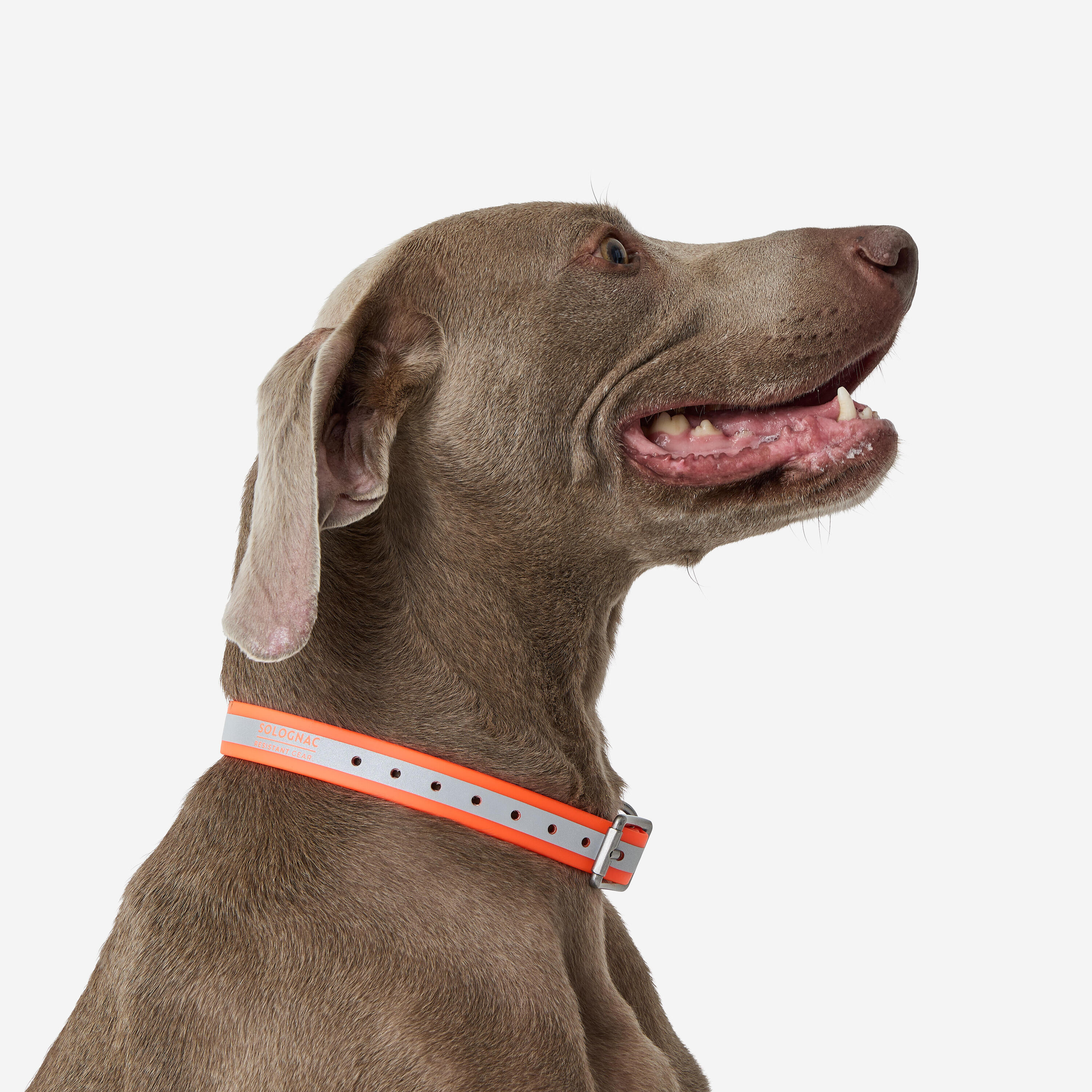 Coleira para Cão de Caça 500 Laranja fluorescente 3/3