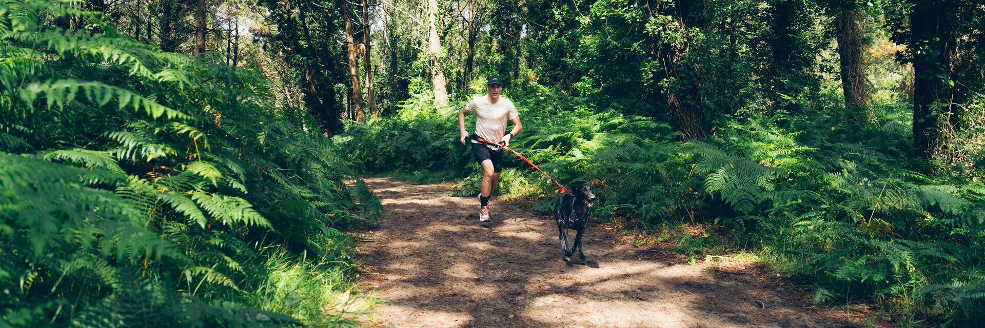 Läufer und Hund beim Canicross in vollem Lauf auf einem naturbelassenen Waldweg