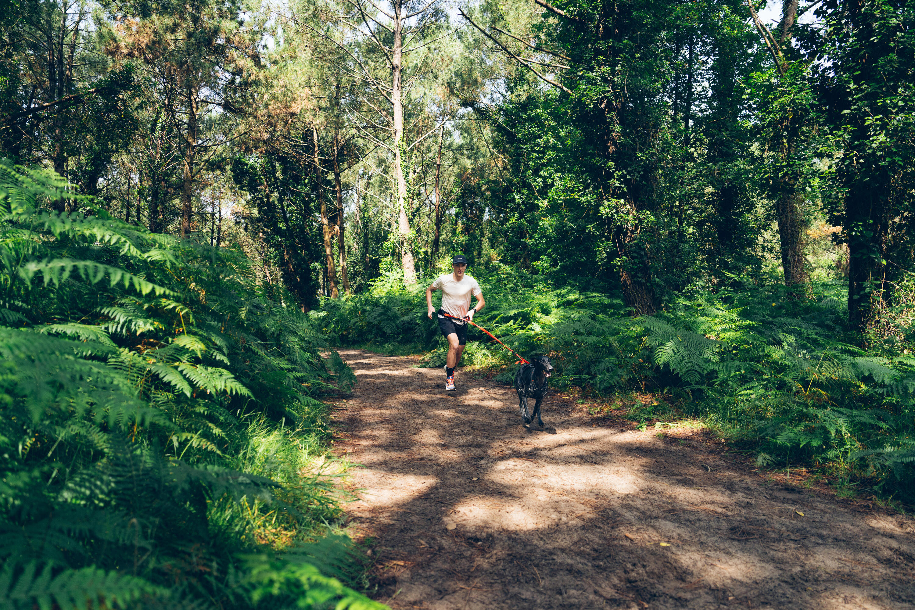 Läufer und Hund beim Canicross in vollem Lauf auf einem naturbelassenen Waldweg