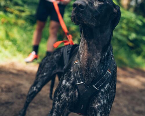 Harnais pour chien sportif