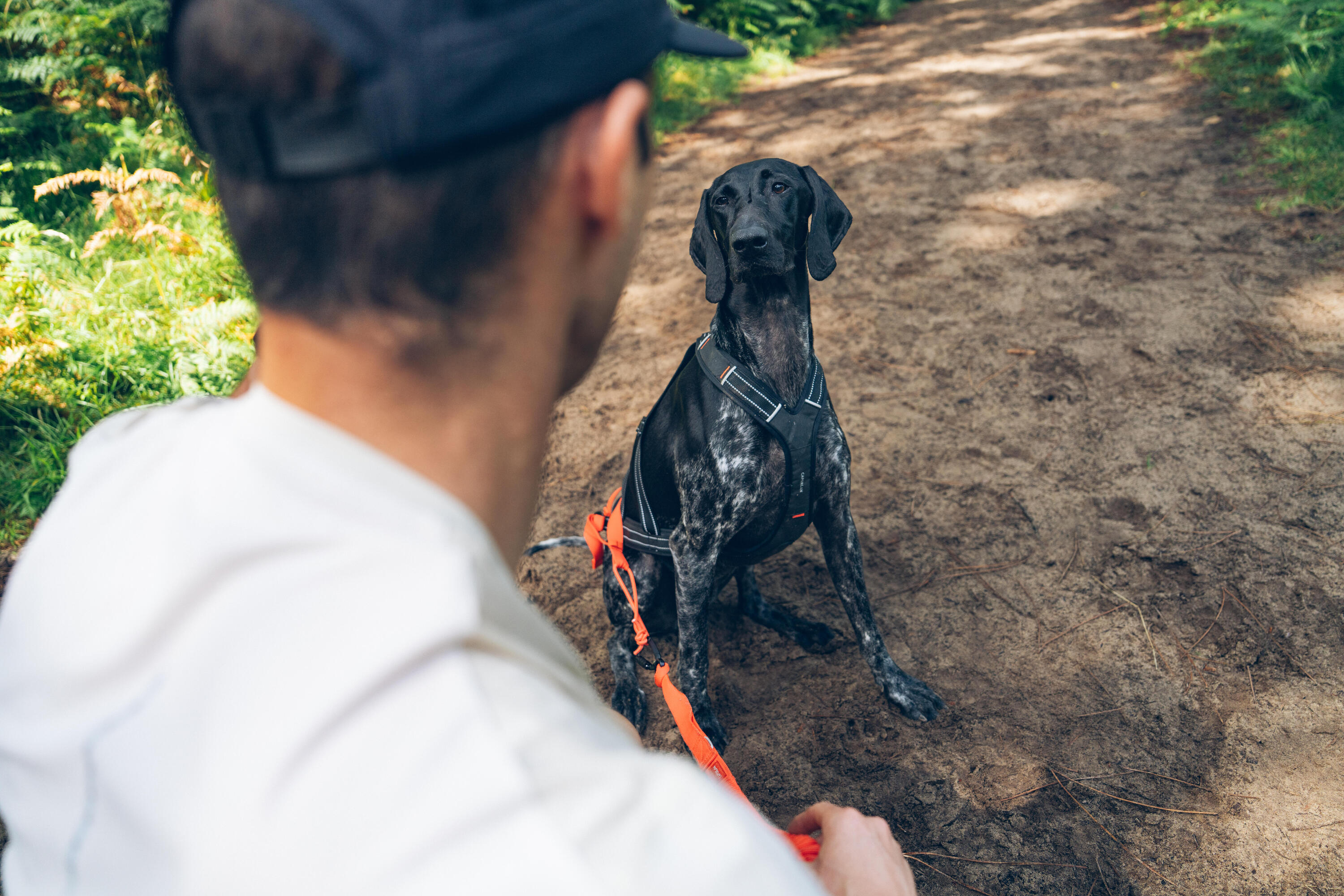 Harnais de traction pour chien, X-Back 15/16
