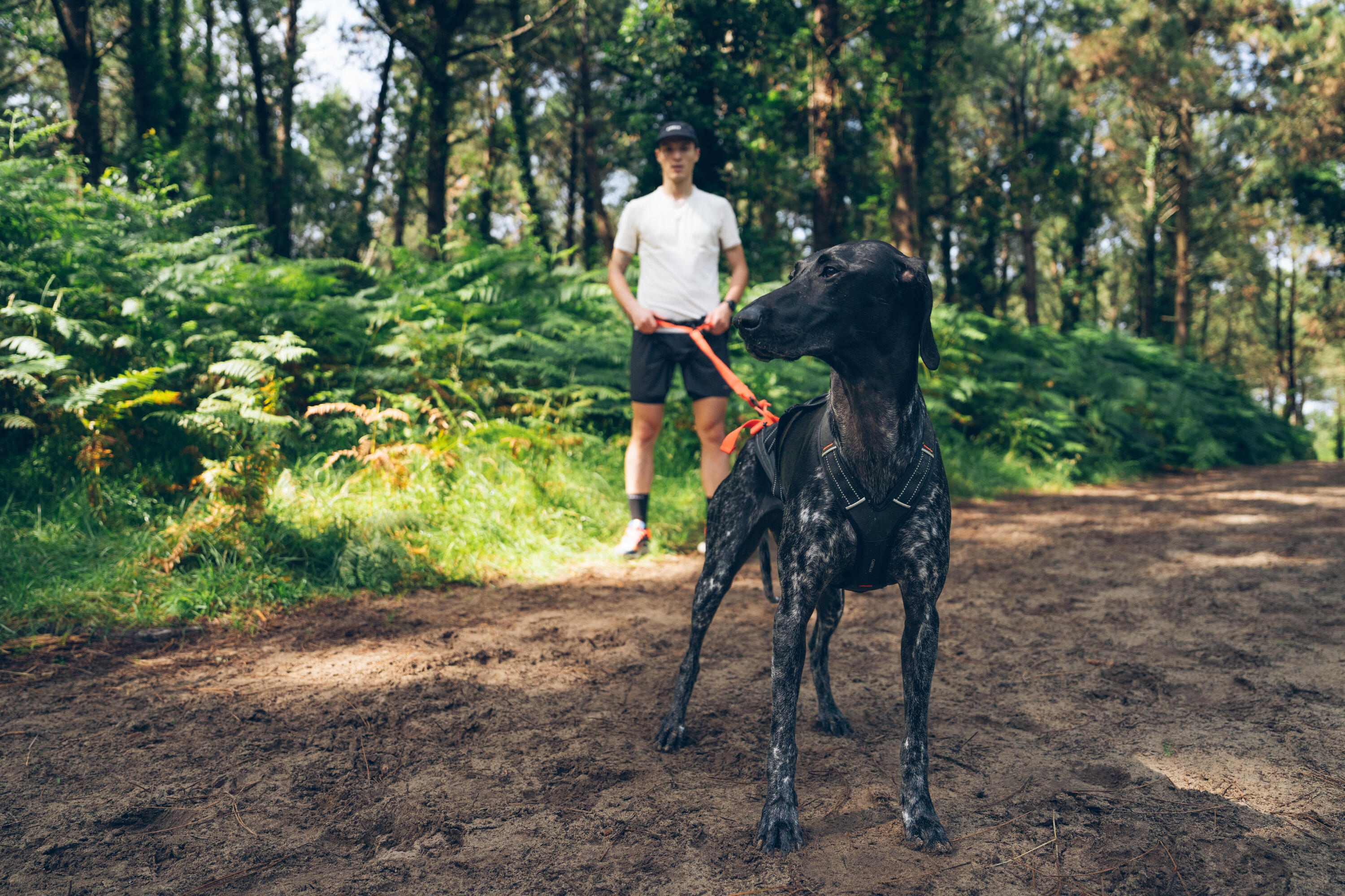 Harnais de traction pour chien, X-Back 13/16