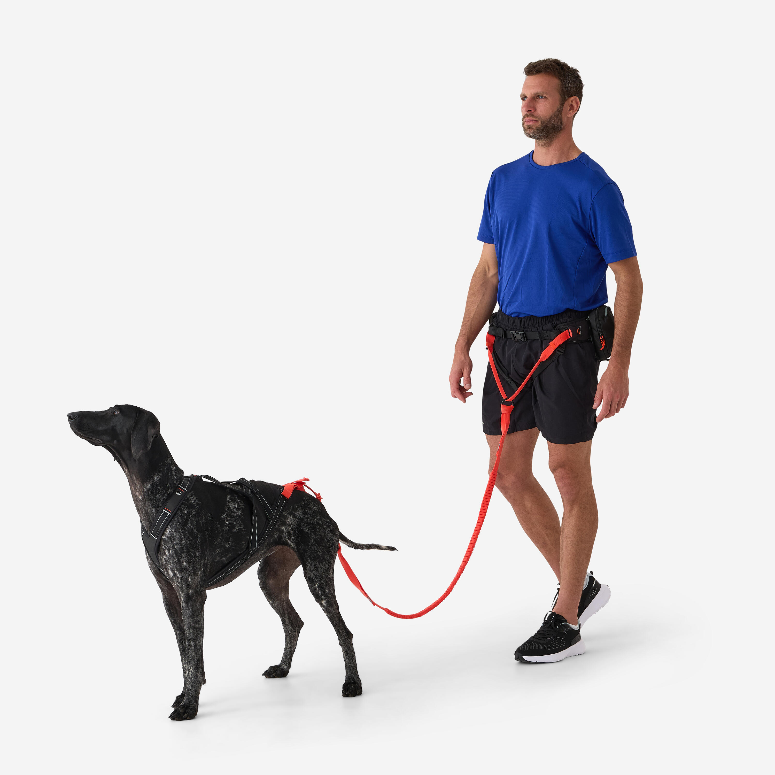 Harnais de traction pour chien, X-Back 4/16
