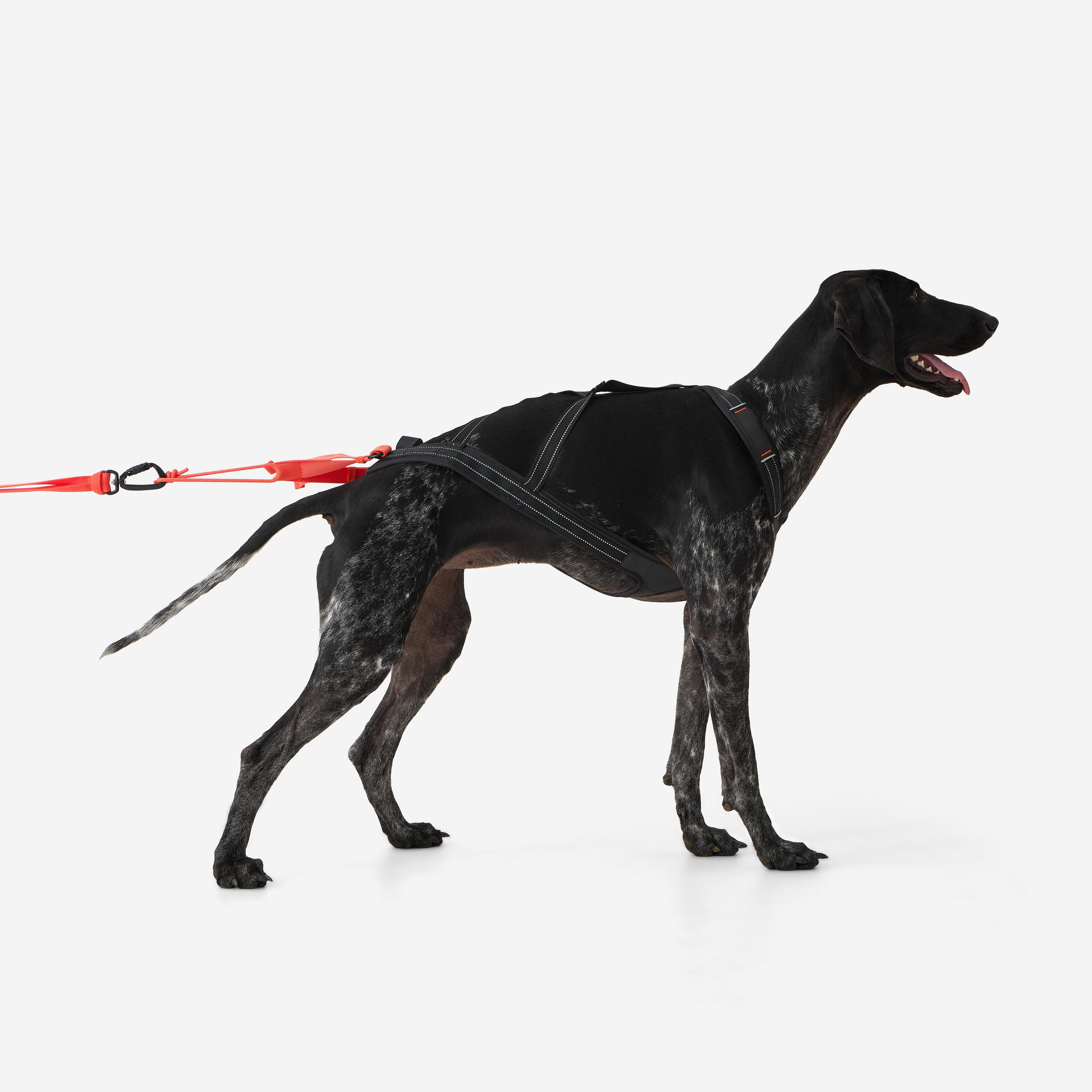 CAPERLAN Imbracatura cane X-BACK