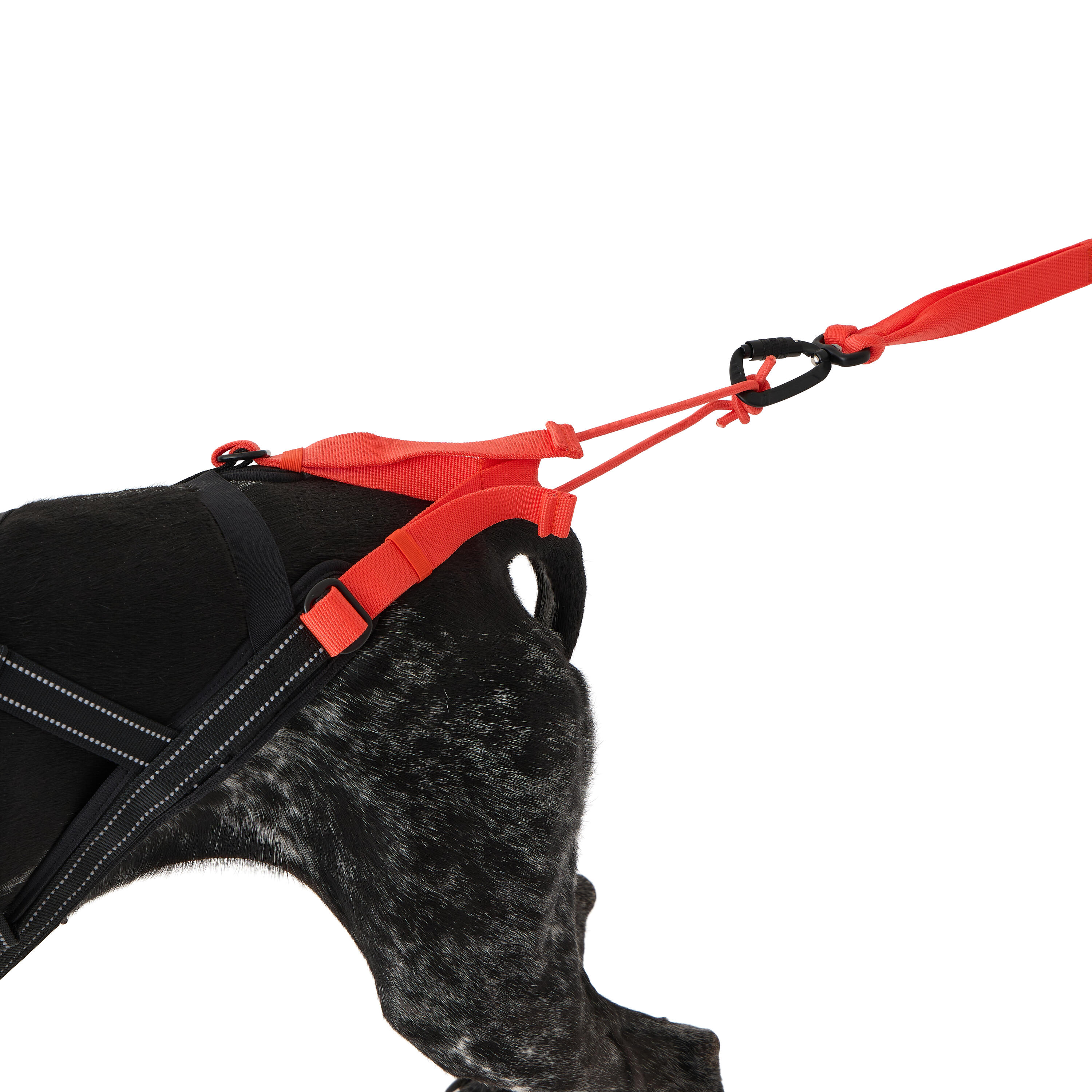 Harnais de traction pour chien, X-Back 9/16