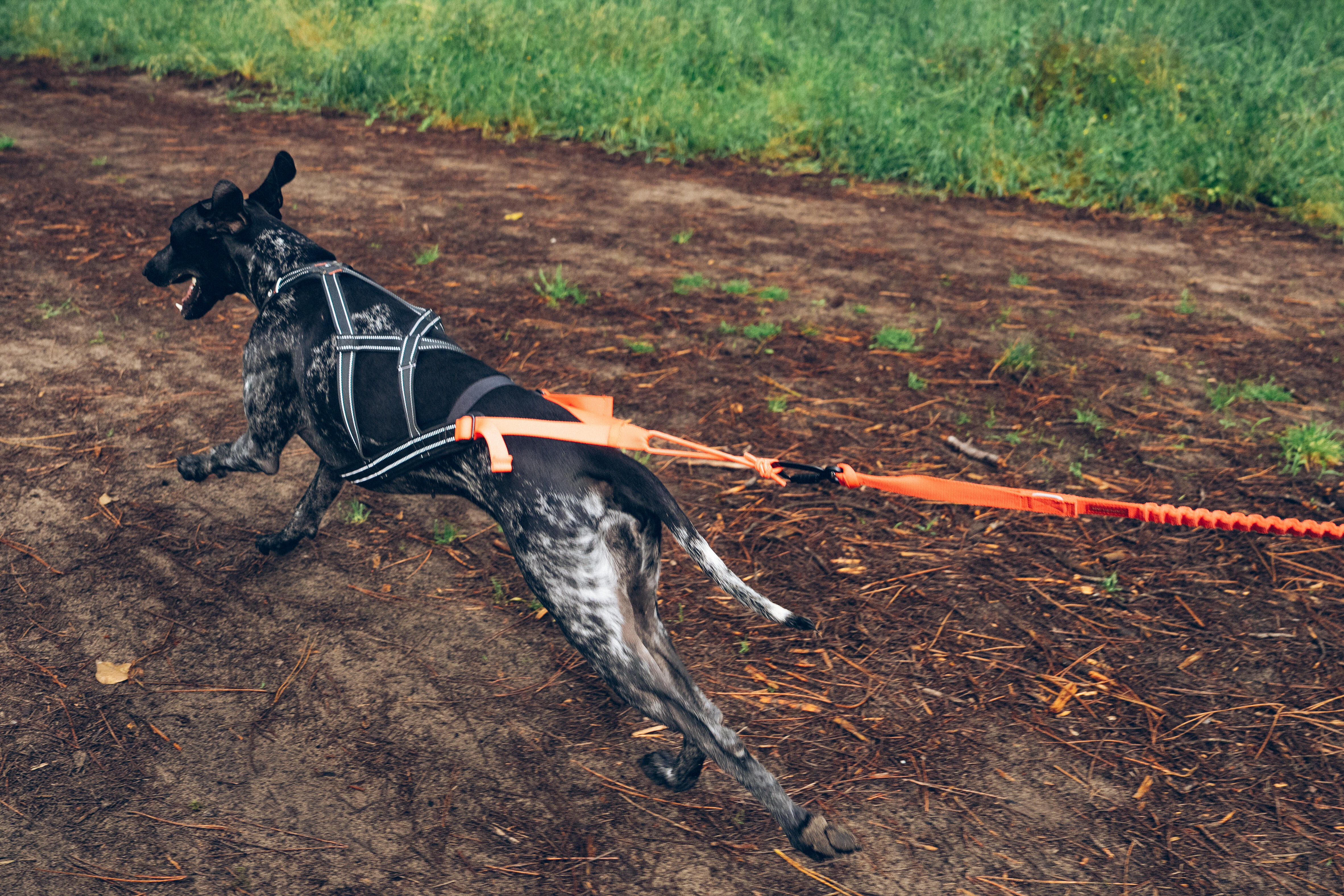 X-Back Pull Harness for Dogs - CAPERLAN