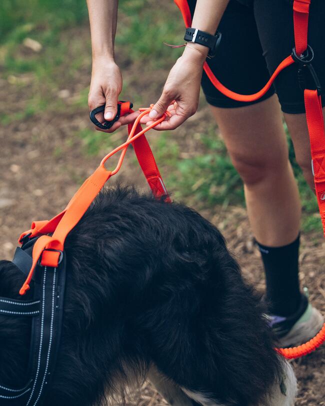 Chien et son maitre en canirando avec la laisse 