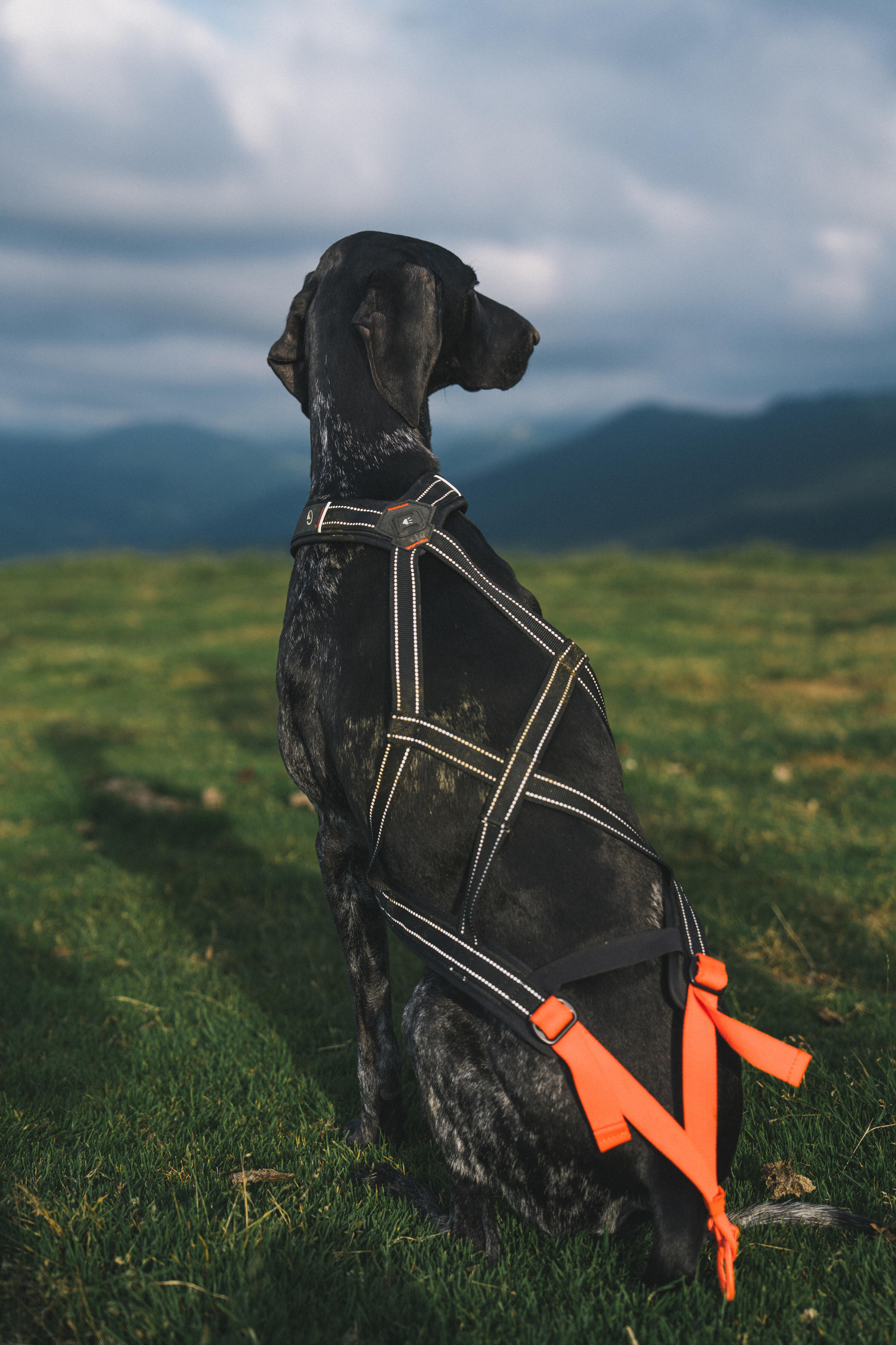 Harnais de traction pour chien, X-Back 2/16
