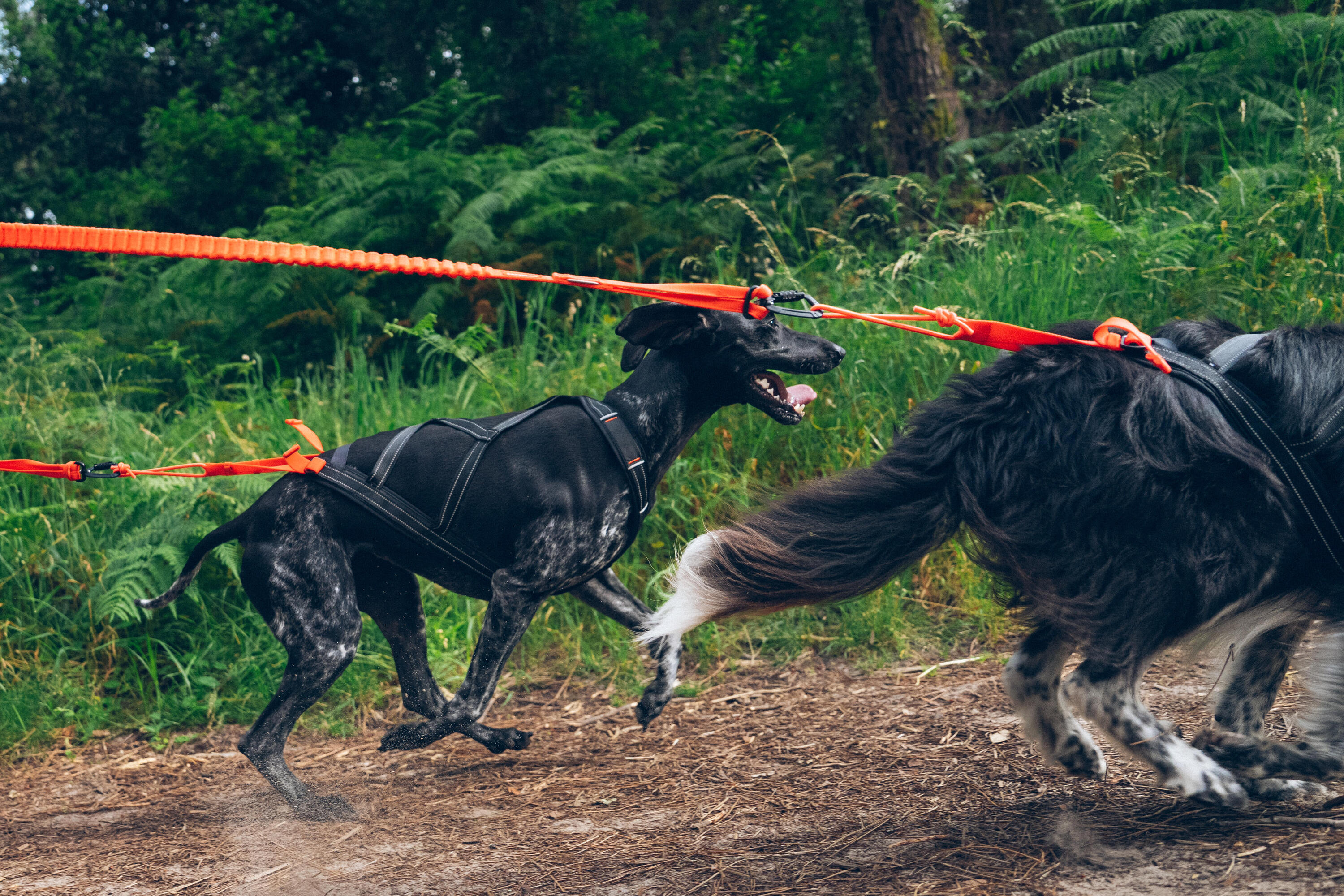 Harnais de traction pour chien, X-Back 11/16