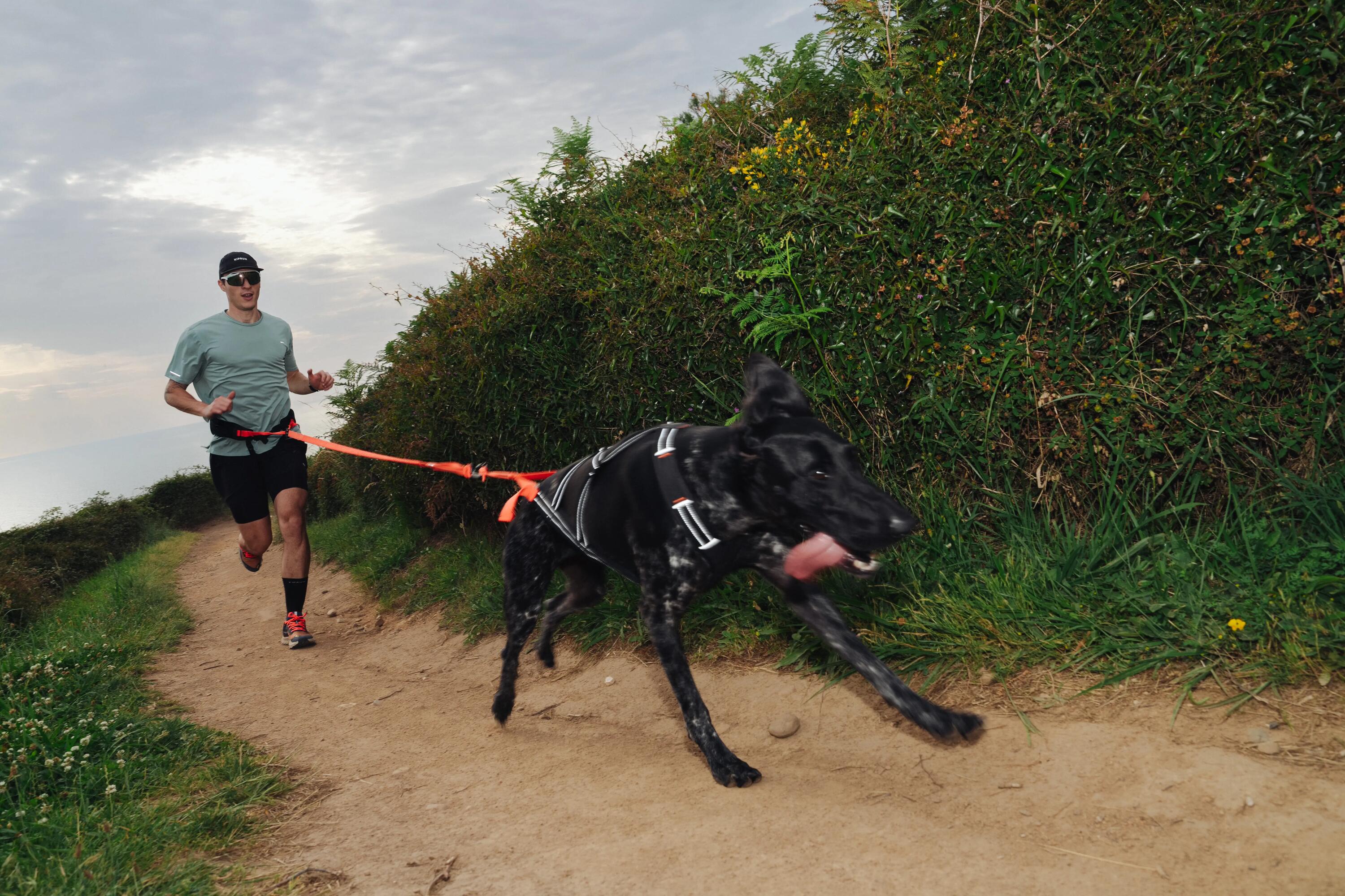 Running, canicross trail