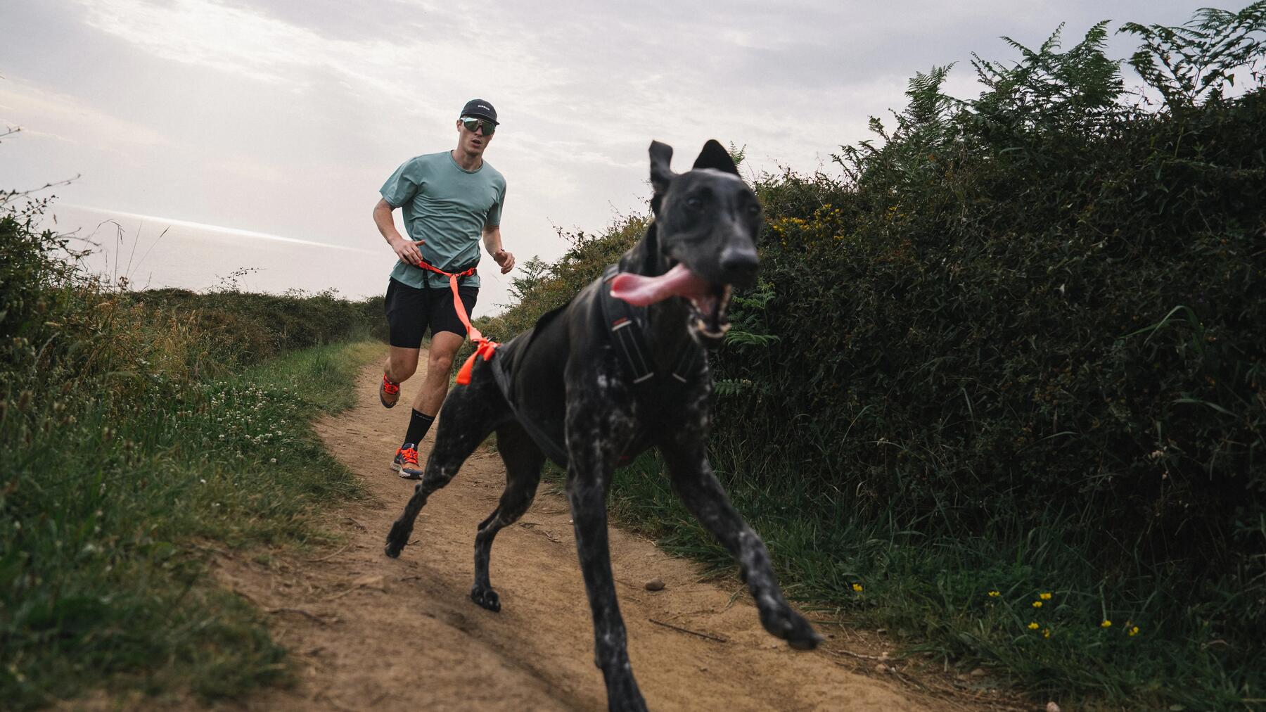 Preparing my first canicross race