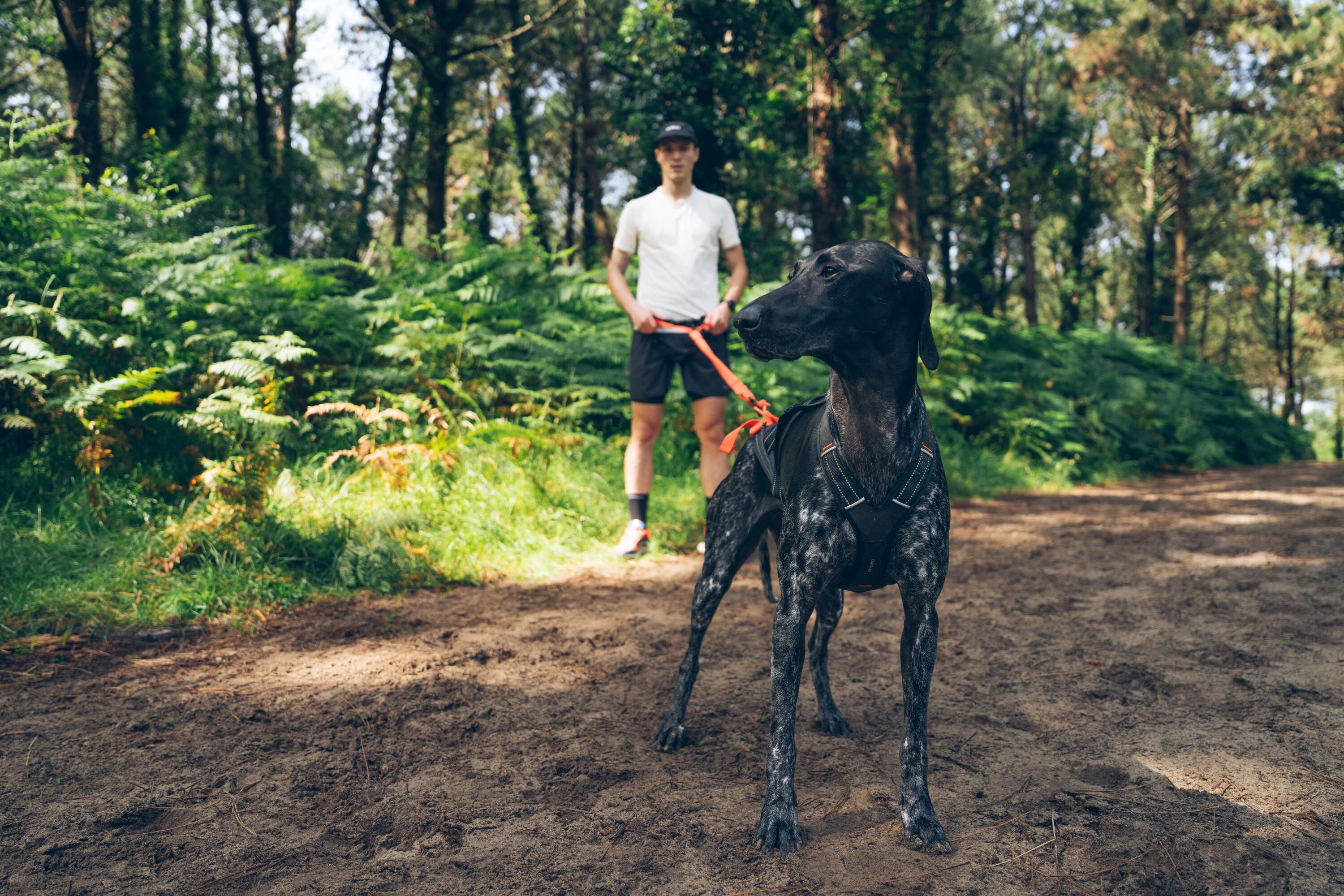 Ein Mann ist mit seinem Hund über eine Canicross Leine verbunden und läuft mit seinem Hund in der Natur
