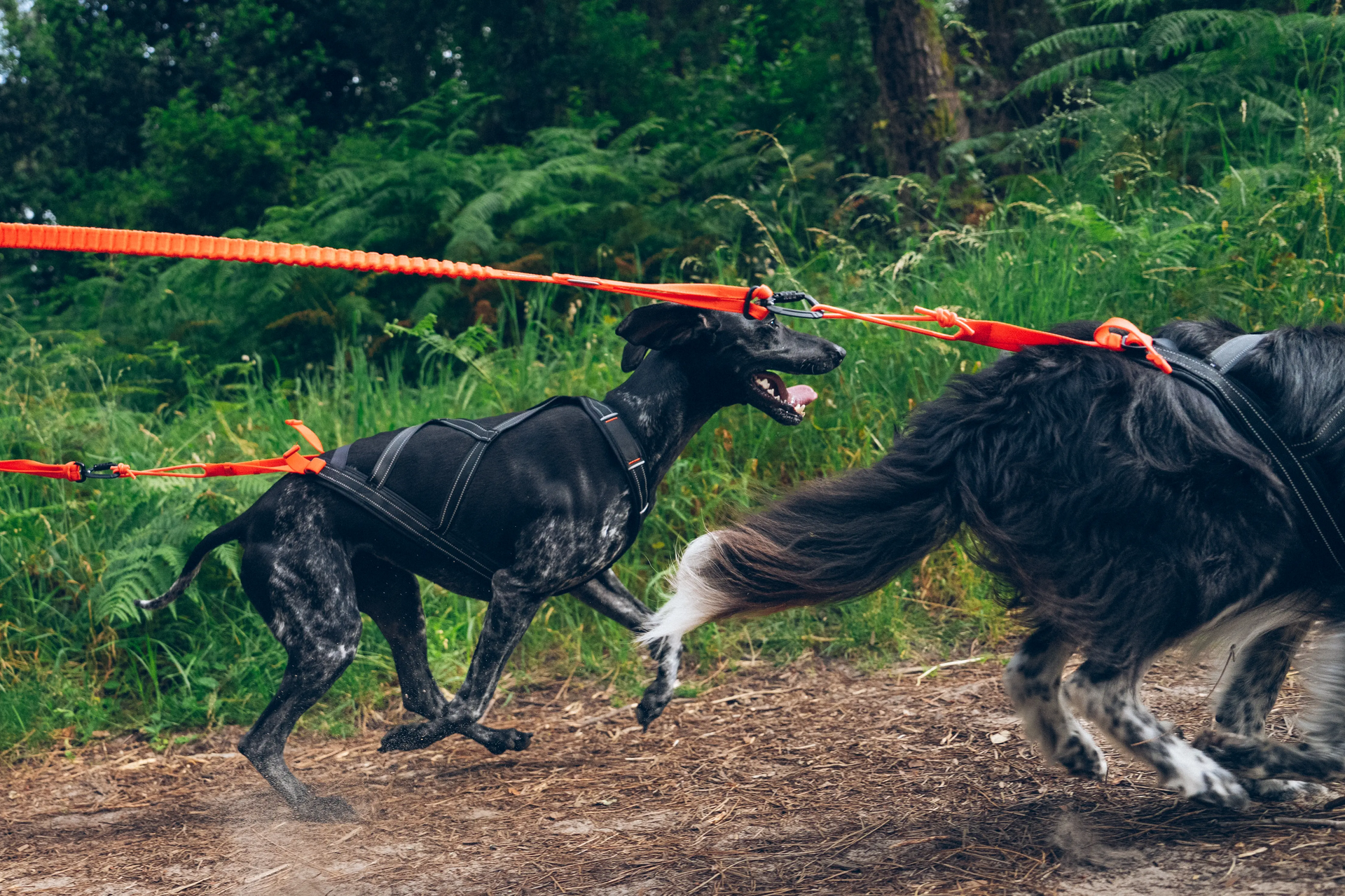 Qu'est-ce que le canirando et comment se lancer ?