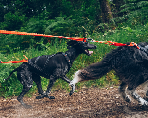 Qu'est-ce que le canirando et comment se lancer ?
