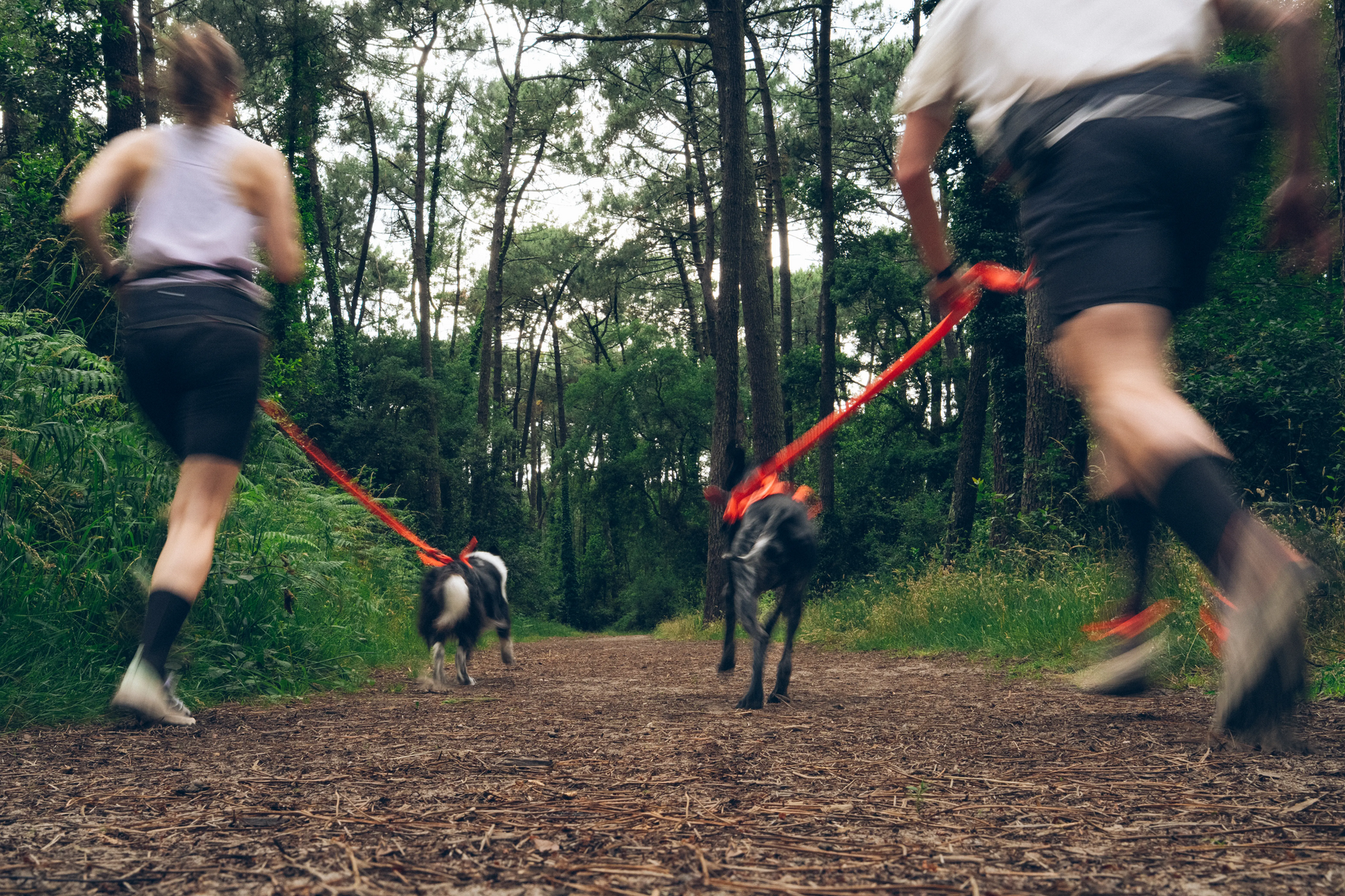 LES ASTUCES POUR COURIR AVEC SON CHIEN