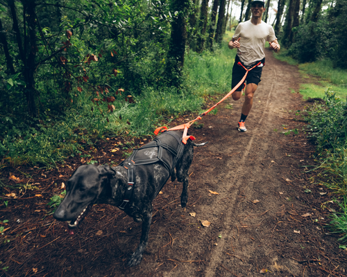 Quelles races de chiens pour pratiquer le canicross