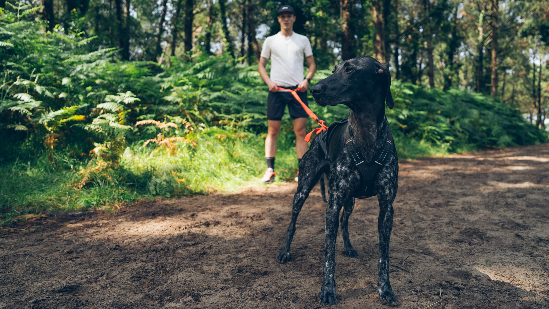 cani_randonnée_chiens_sports_outside