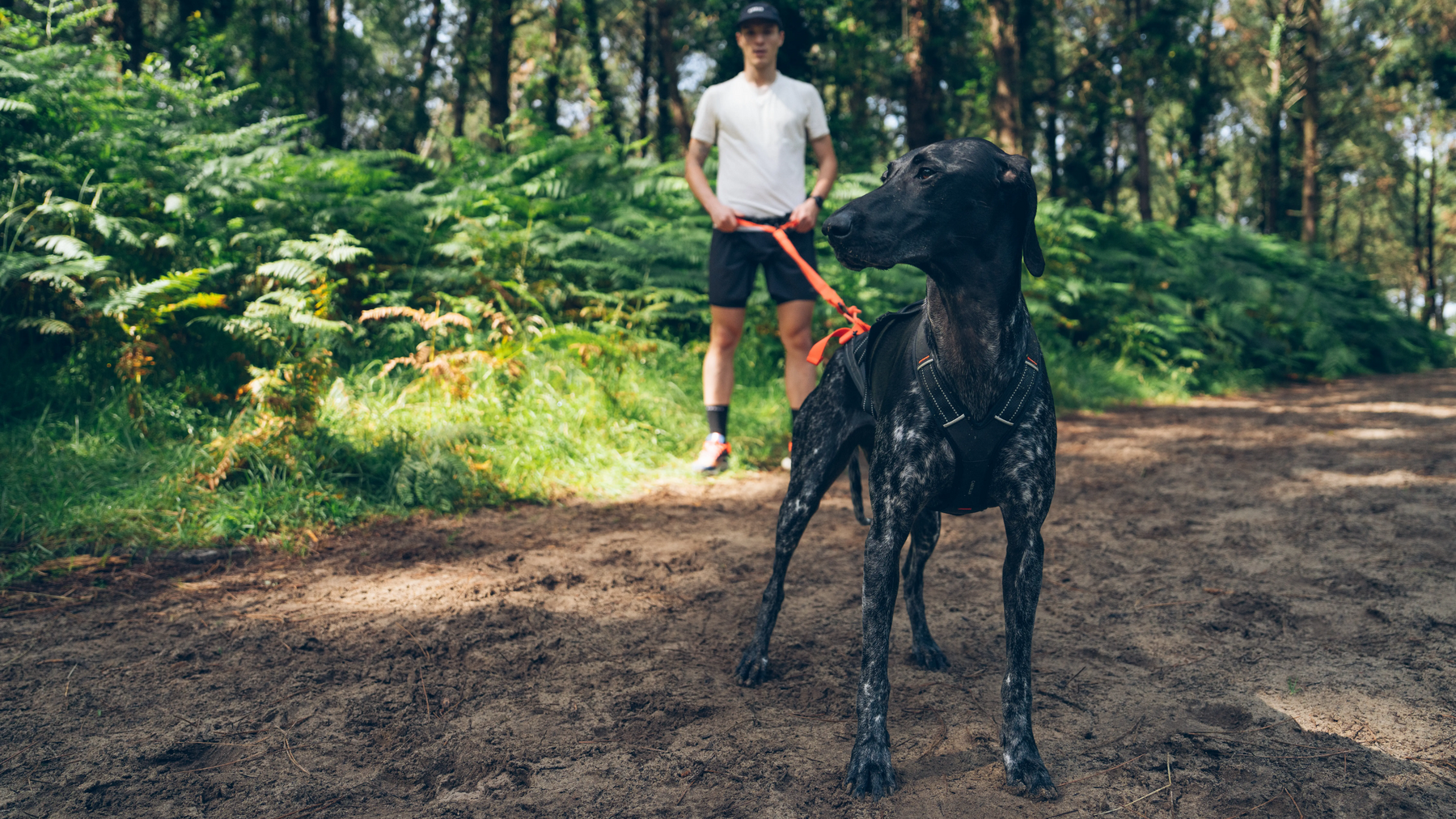 cani_randonnée_chiens_sports_outside