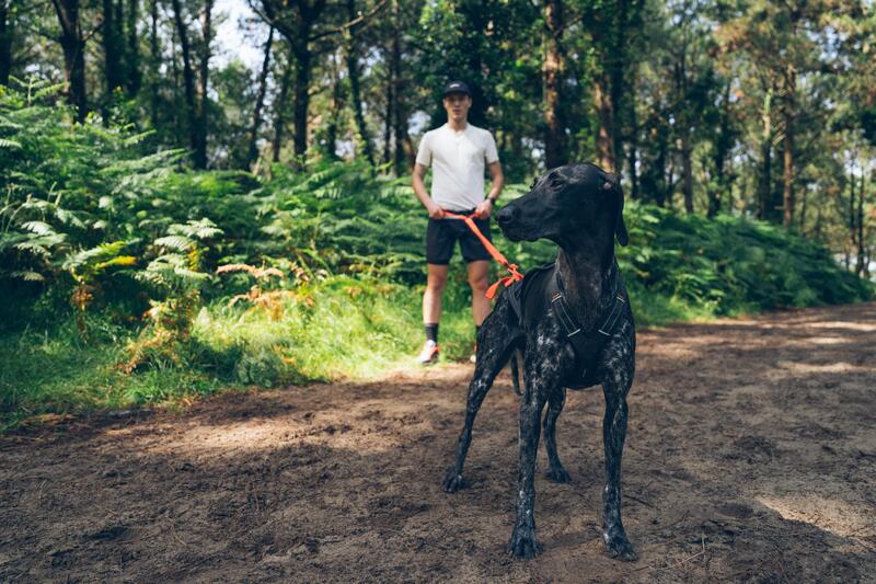 Cum să alegi alimentația unui câine activ?  