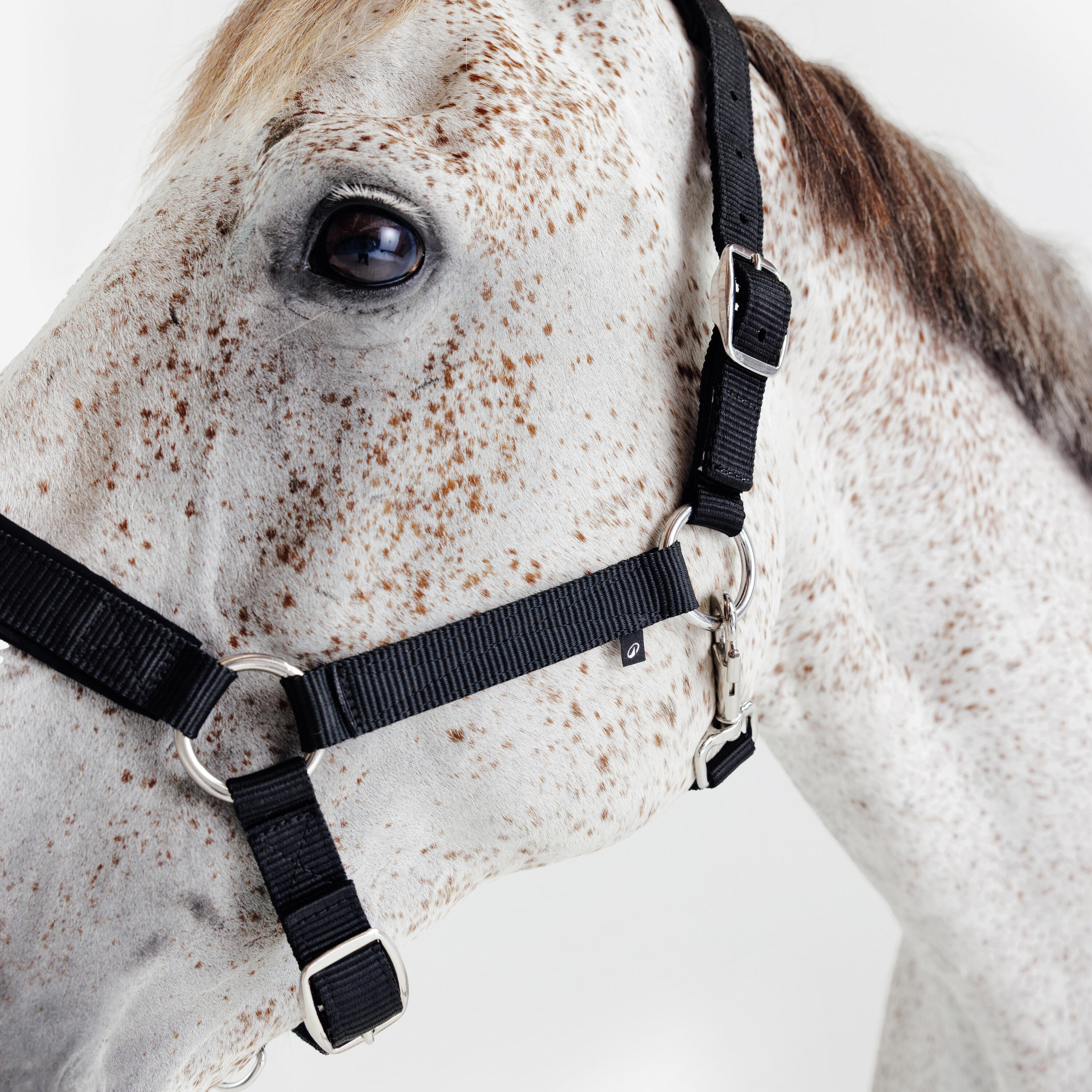 Licol équitation nubuck cheval - noir 2/5