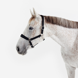 Licol équitation nubuck cheval - noir