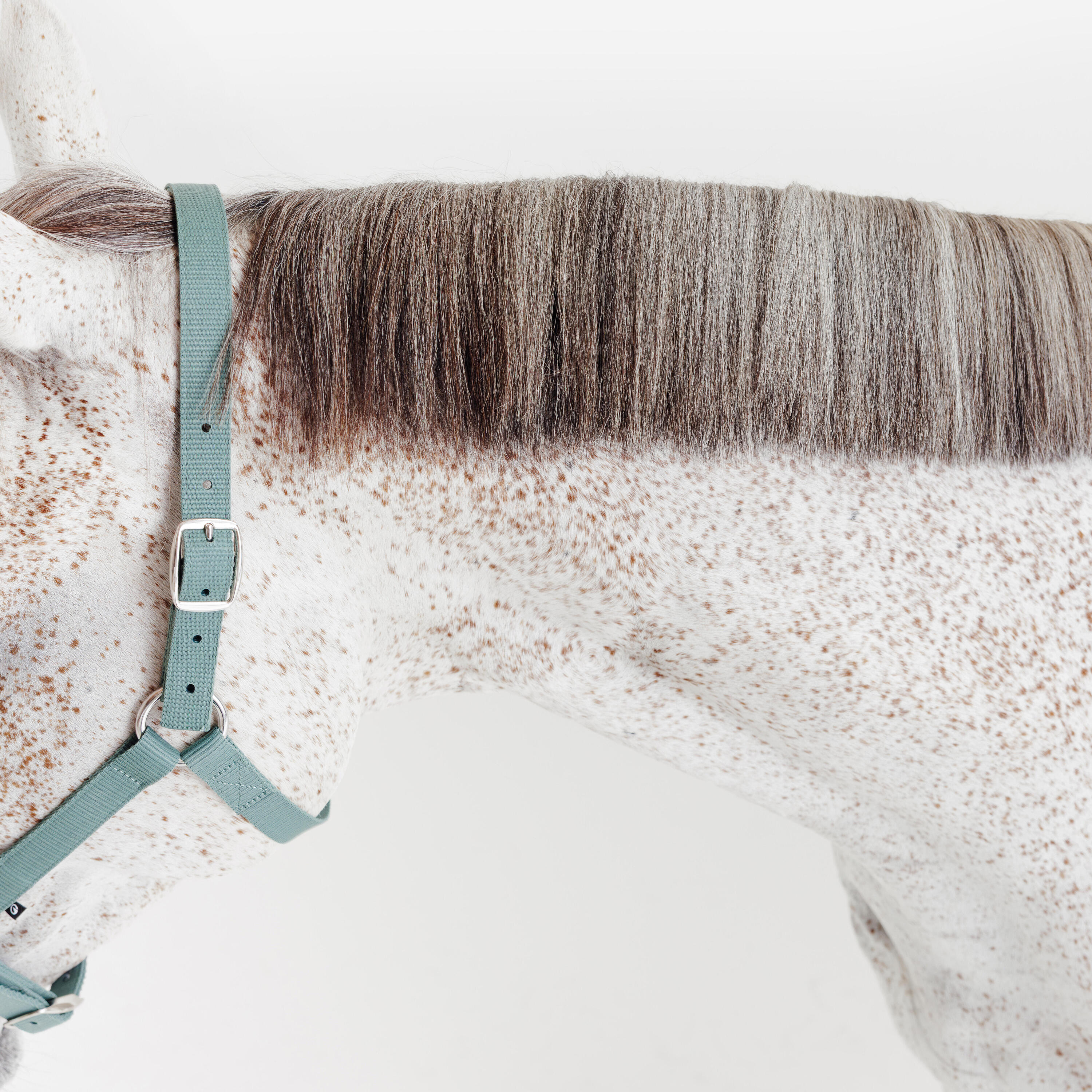 Licol équitation cheval et poney  SCHOOLING - Vert eucalyptus 4/4