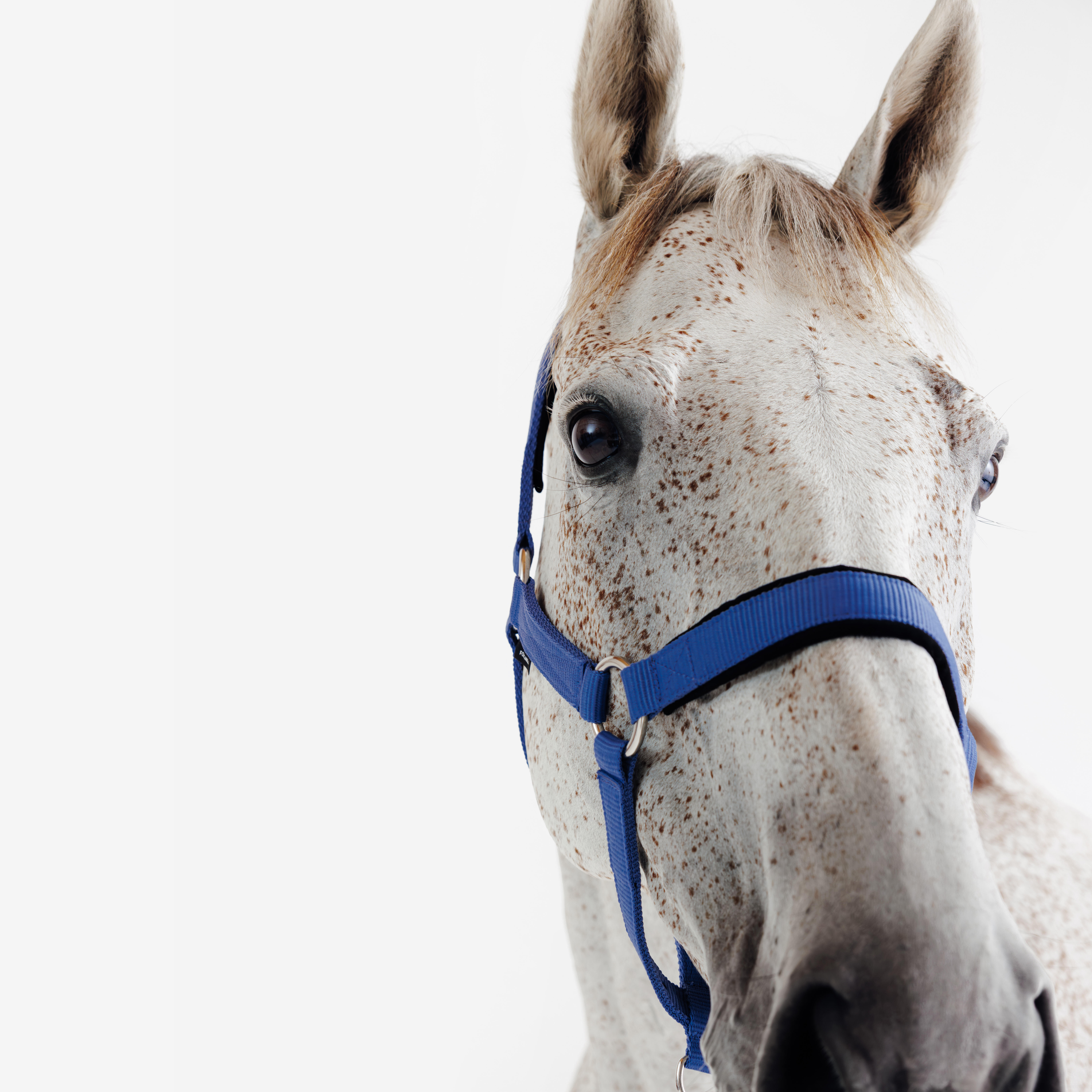 Licol d’équitation avec nubuck pour cheval - FOUGANZA