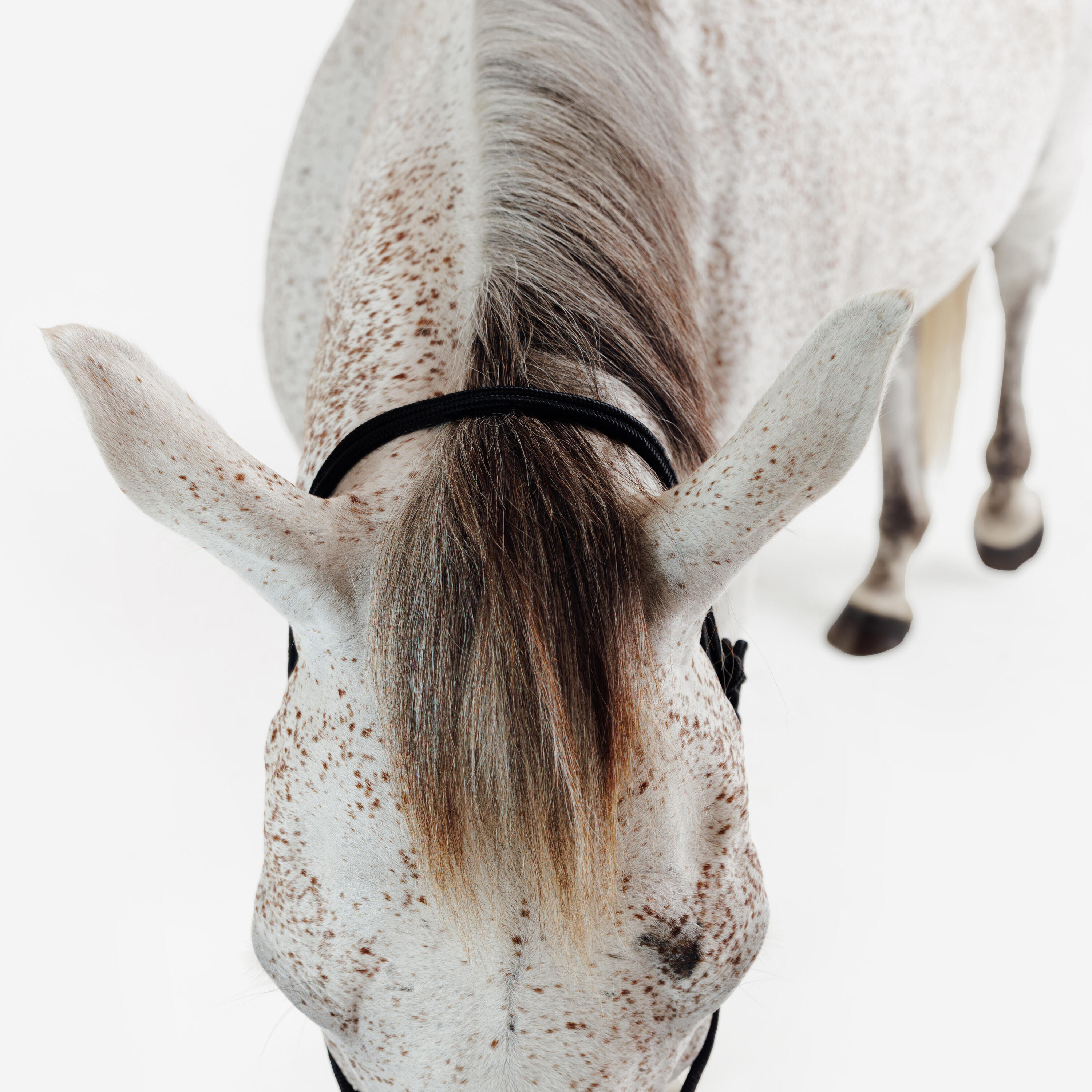 Licol équitation éthologique cheval et poney - noir 4/4