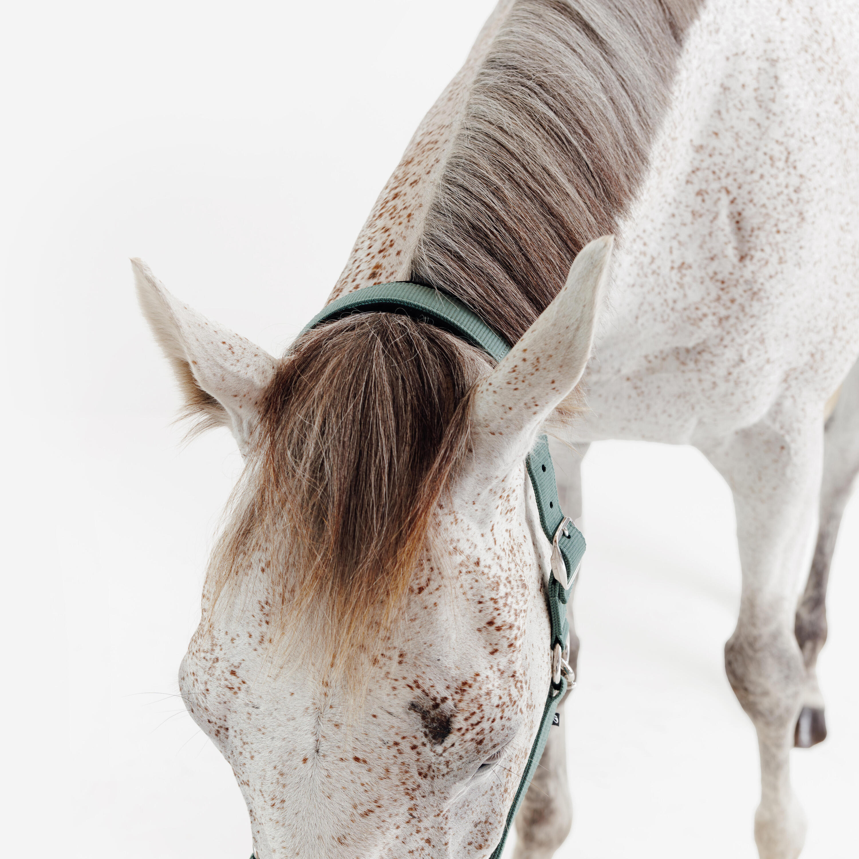 Licol équitation nubuck cheval - vert eucalyptus 5/7