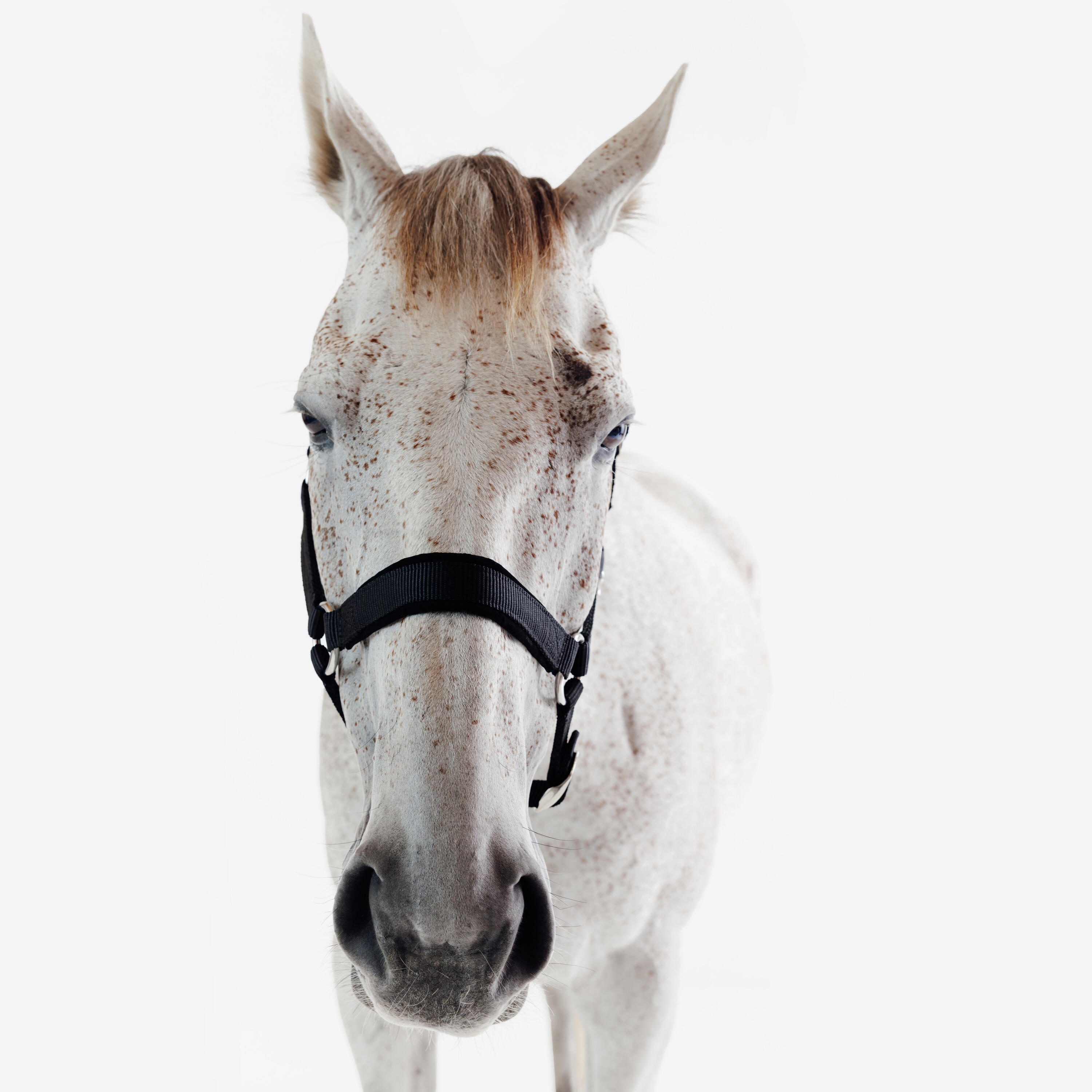 Licol équitation nubuck cheval - noir 5/5