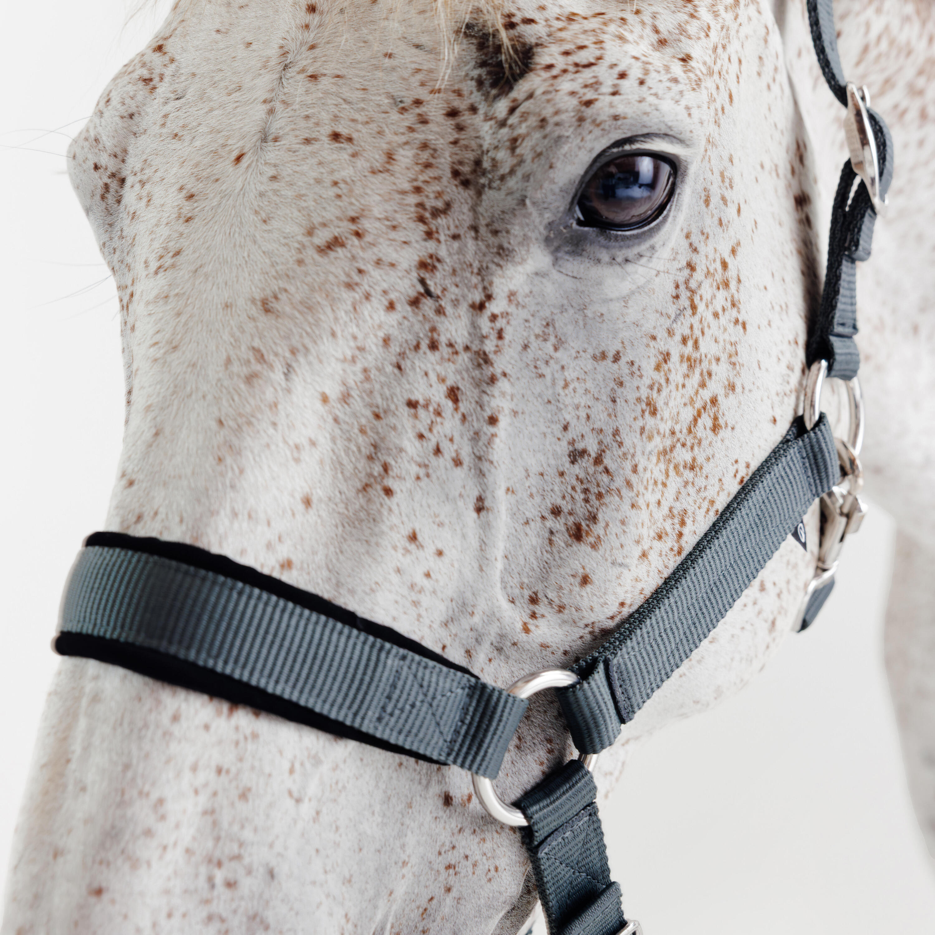 Kit licol et longe cheval en nubuck - Vert 2/6