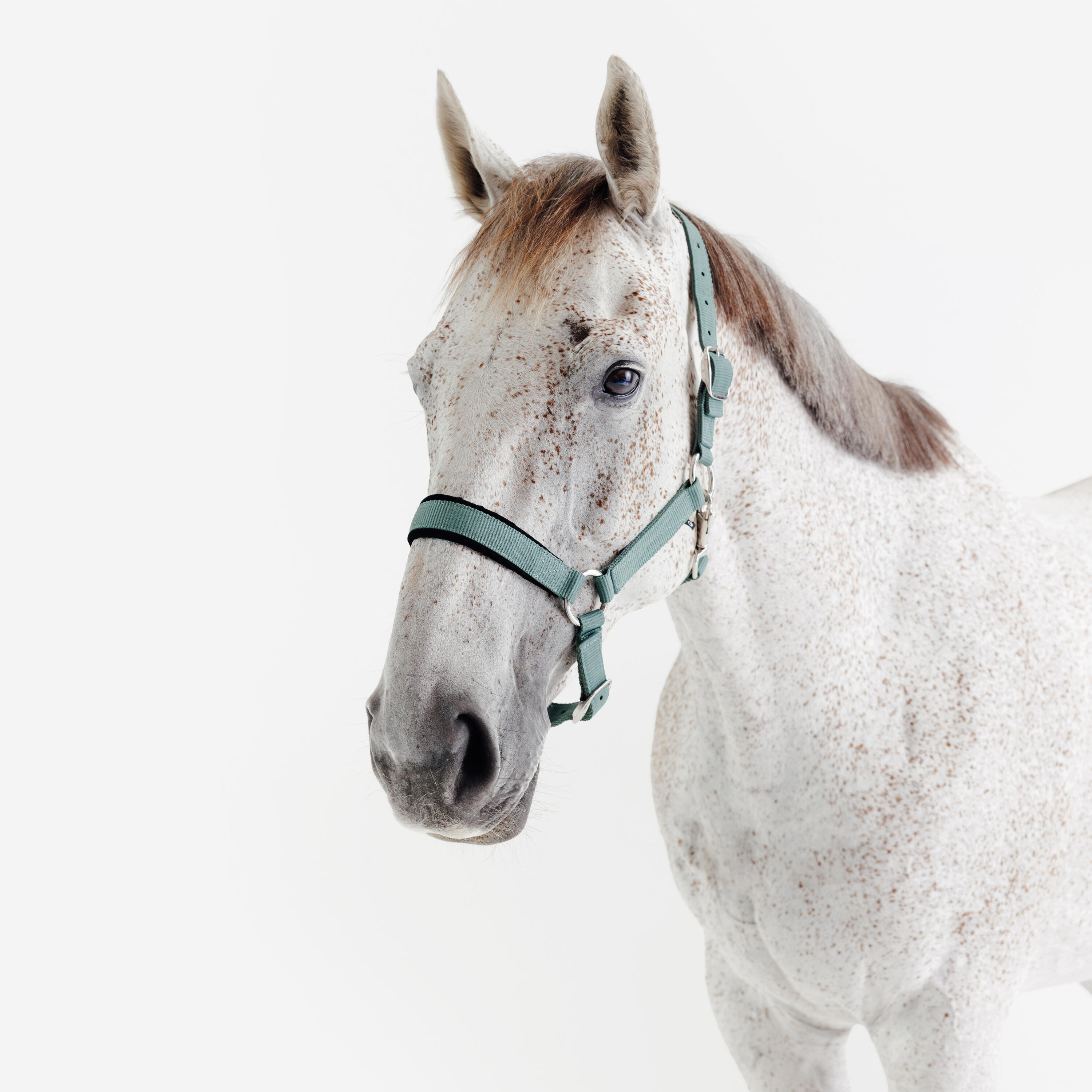 Licol équitation nubuck cheval - vert eucalyptus 3/7