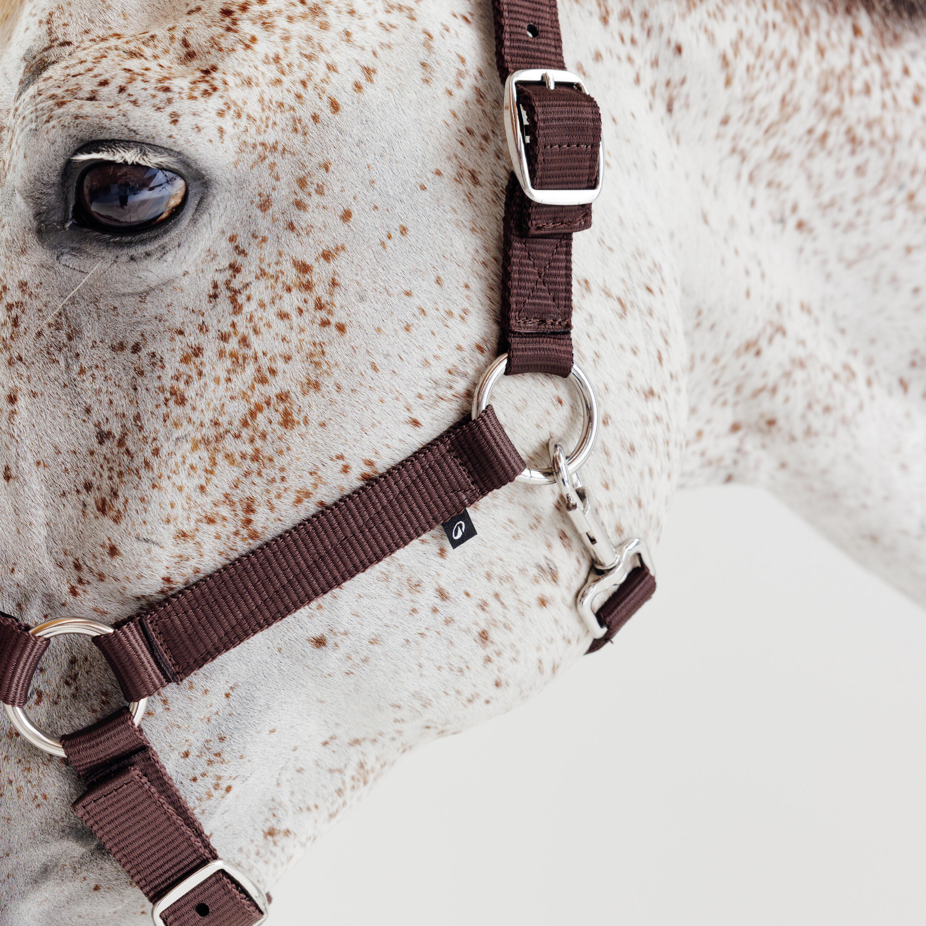 Kit licol et longe cheval en nubuck - Marron 2/7