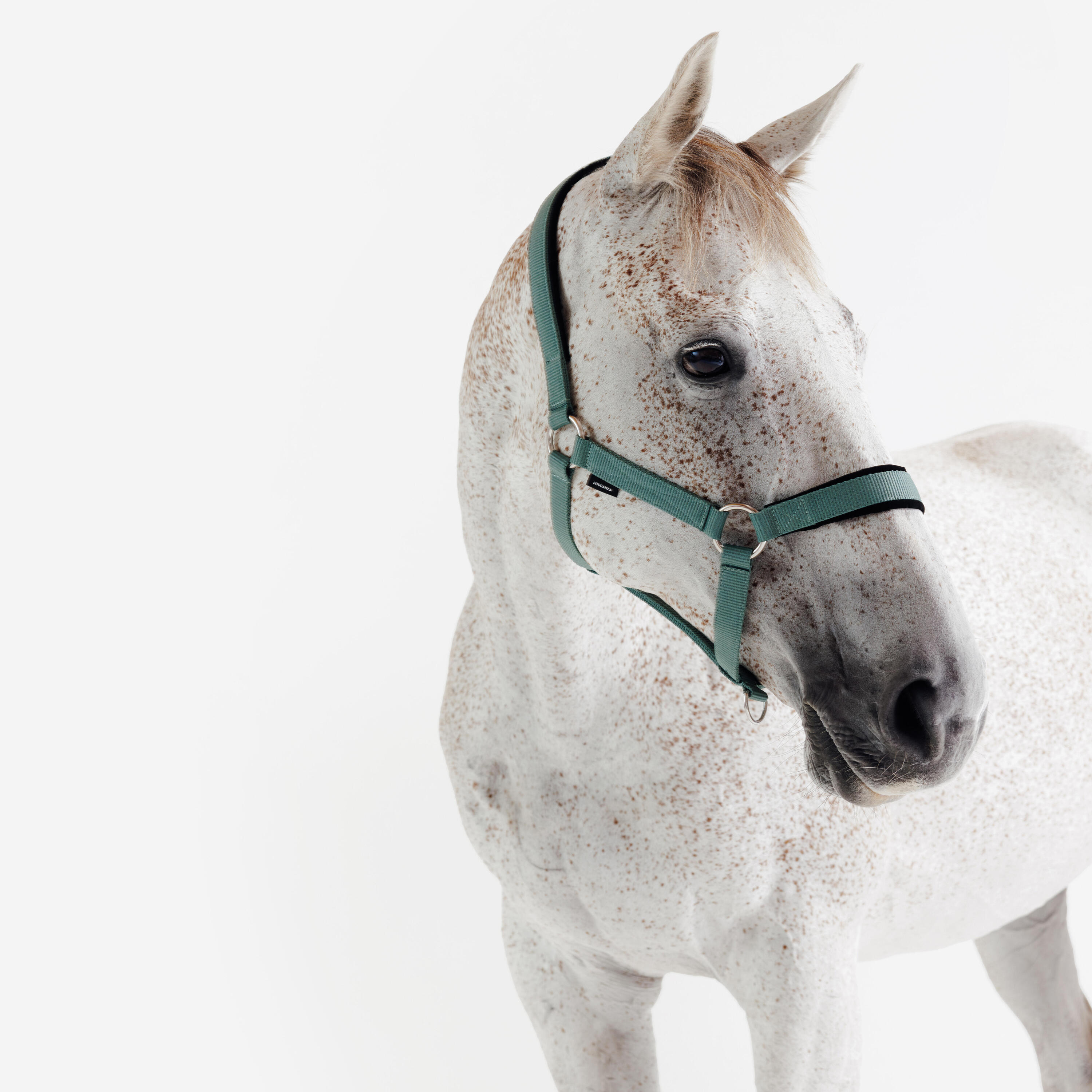 Licol équitation nubuck cheval - vert eucalyptus 4/7