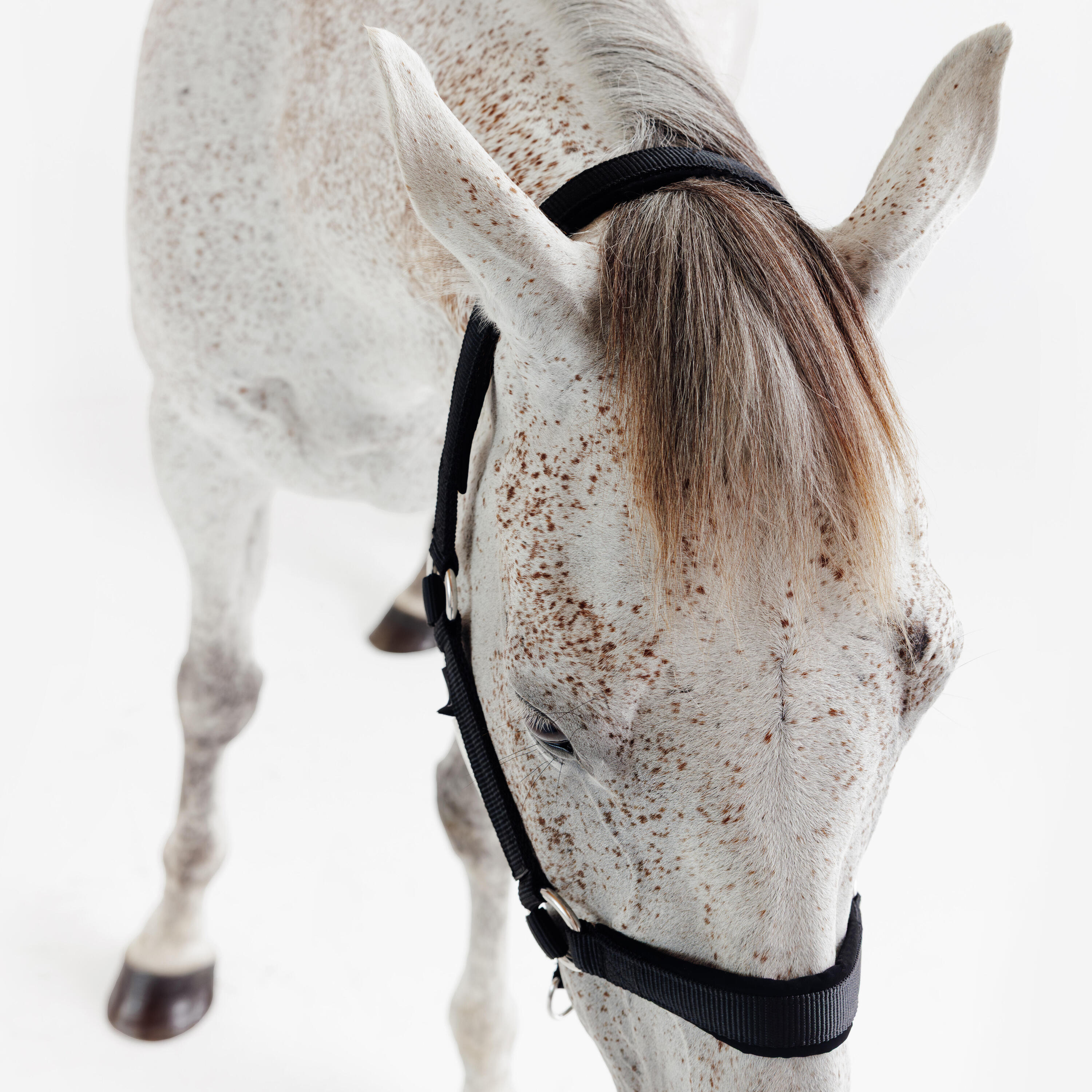 Licol équitation nubuck cheval - noir 4/5