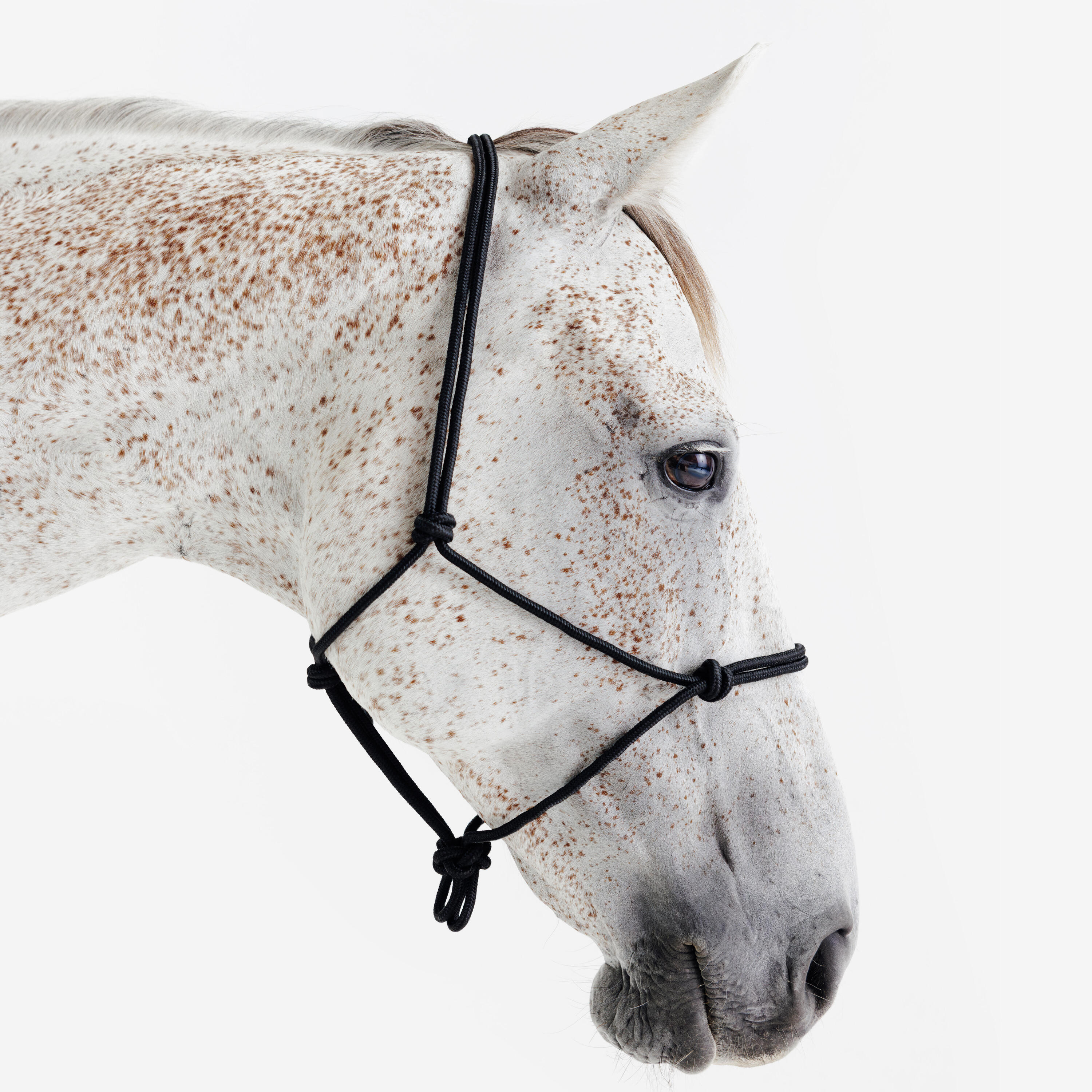 Licol équitation éthologique cheval et poney - noir 2/4