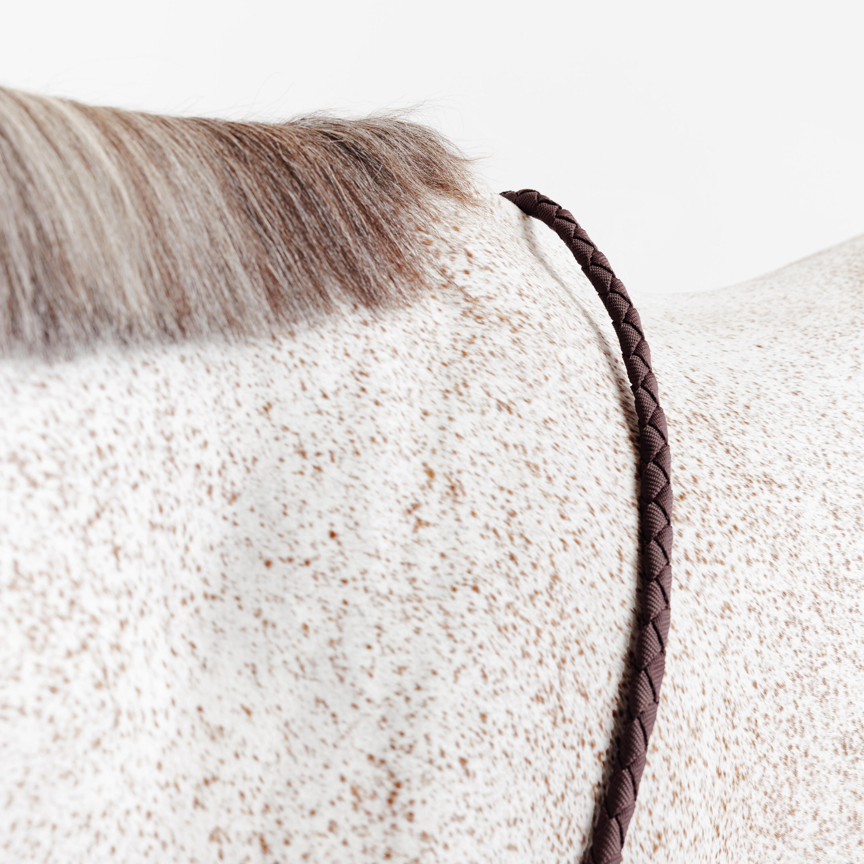 Kit licol et longe cheval en nubuck - Marron 3/7