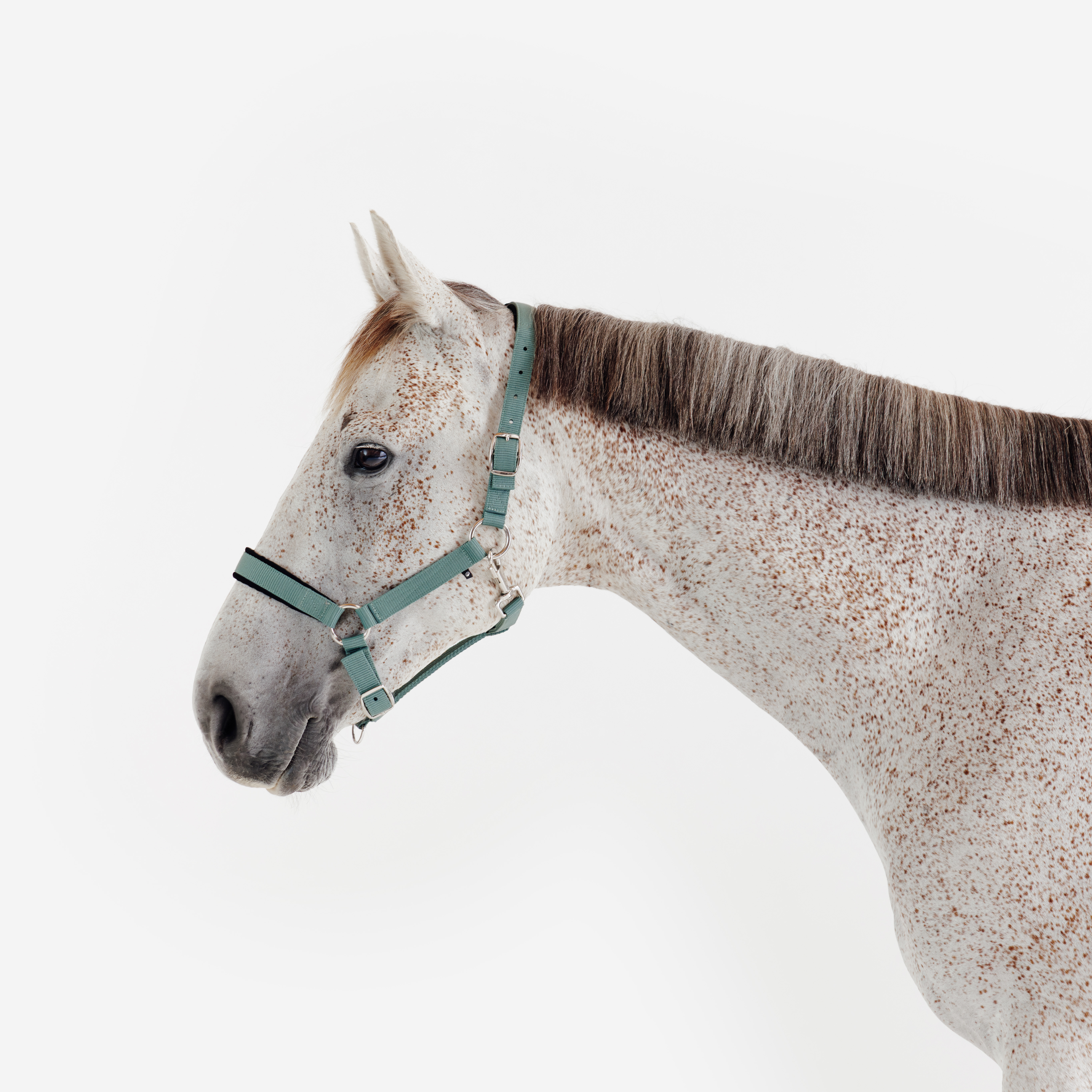 Licol équitation nubuck cheval - vert eucalyptus - Equitation - Caperlan- Clubs - Entreprises - Collectivités - Associations