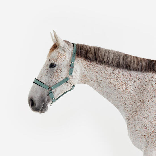 Licol équitation nubuck cheval - vert eucalyptus