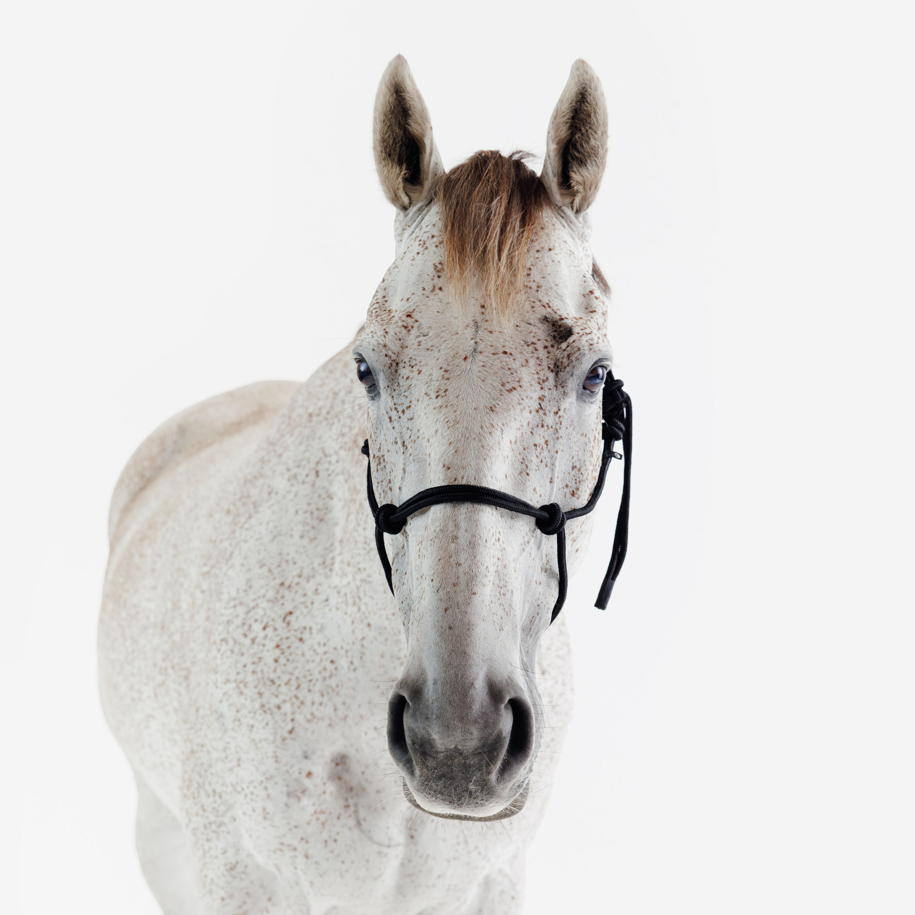 Licol équitation éthologique cheval et poney - noir 3/4