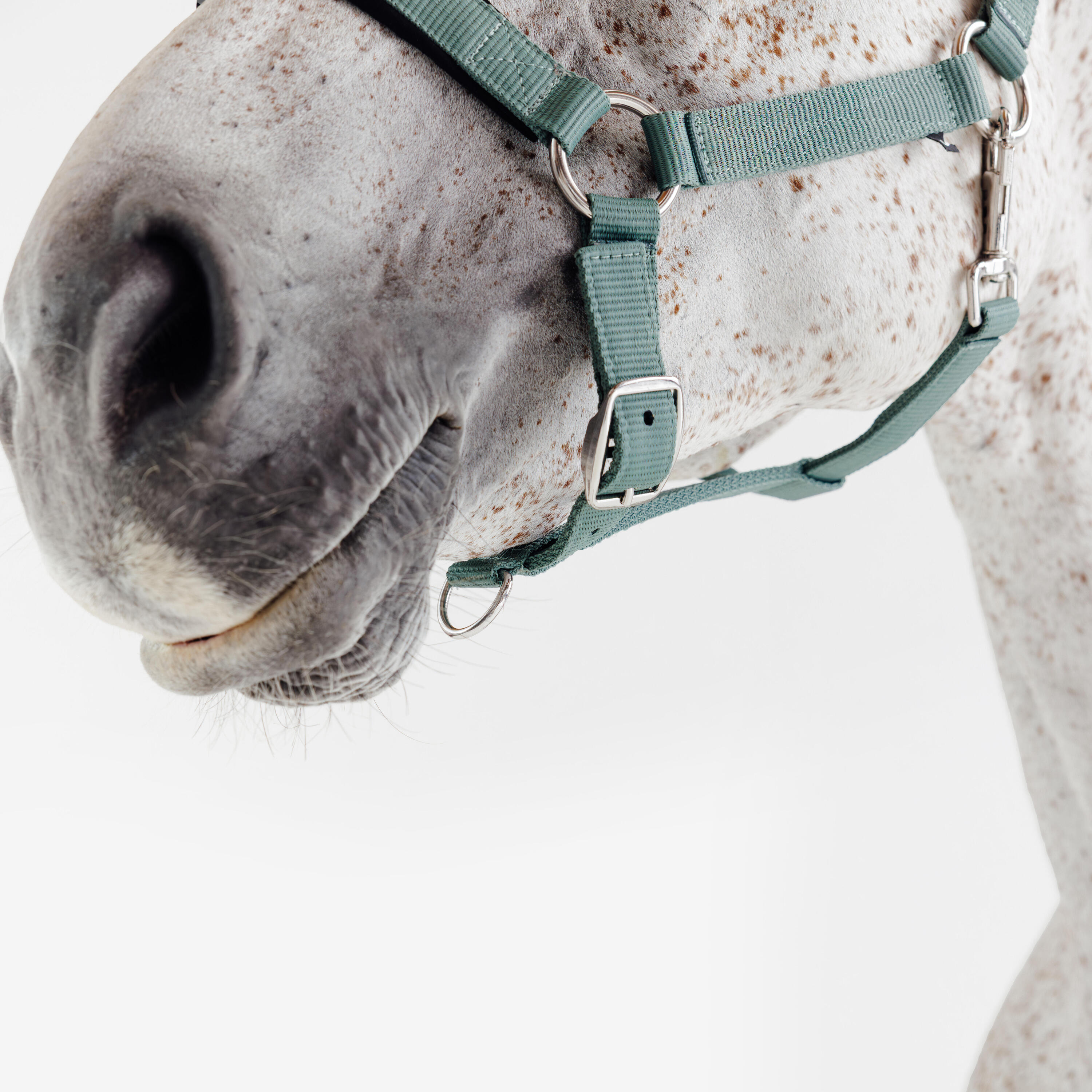 Licol équitation nubuck cheval - vert eucalyptus 7/7