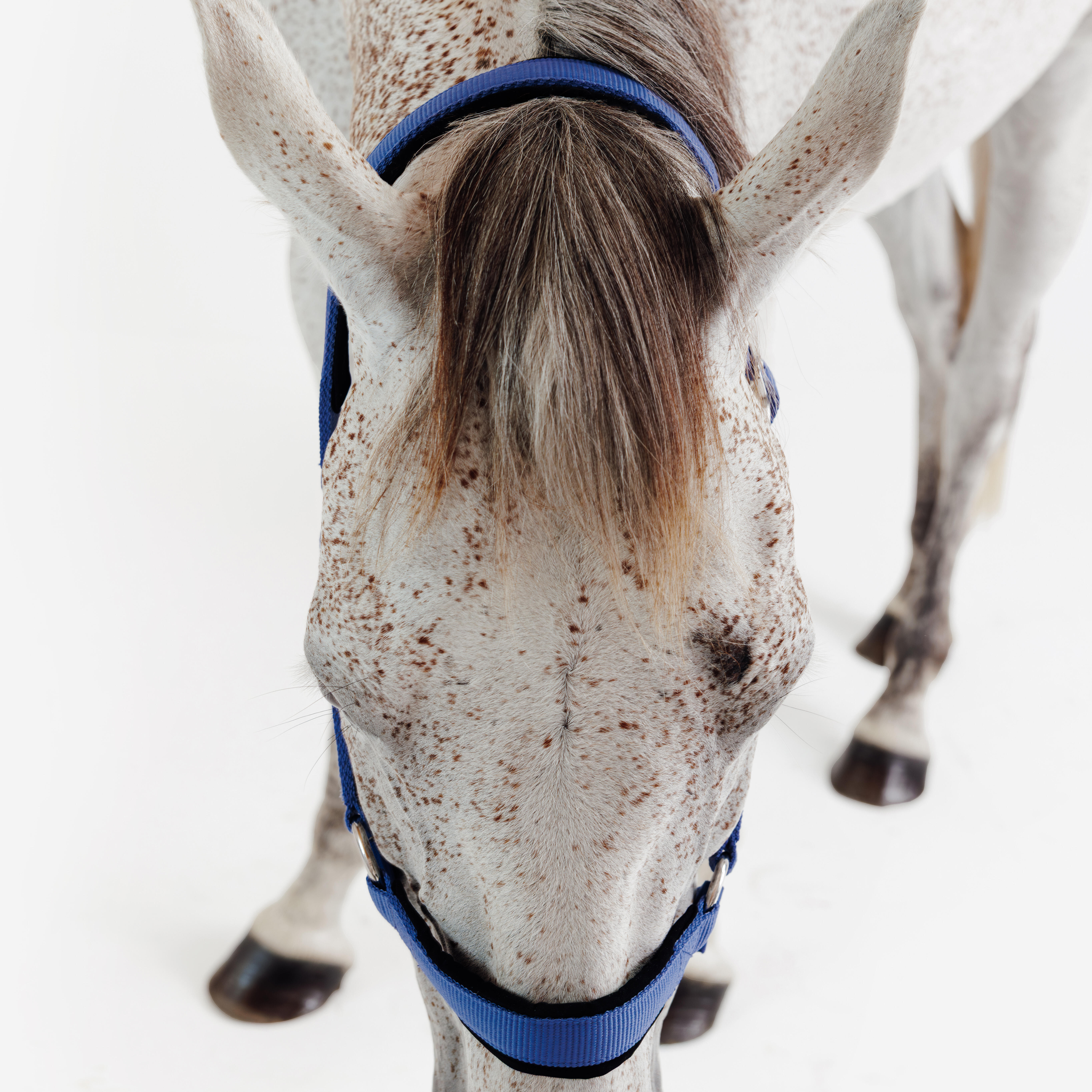 Licol d’équitation avec nubuck pour cheval - FOUGANZA