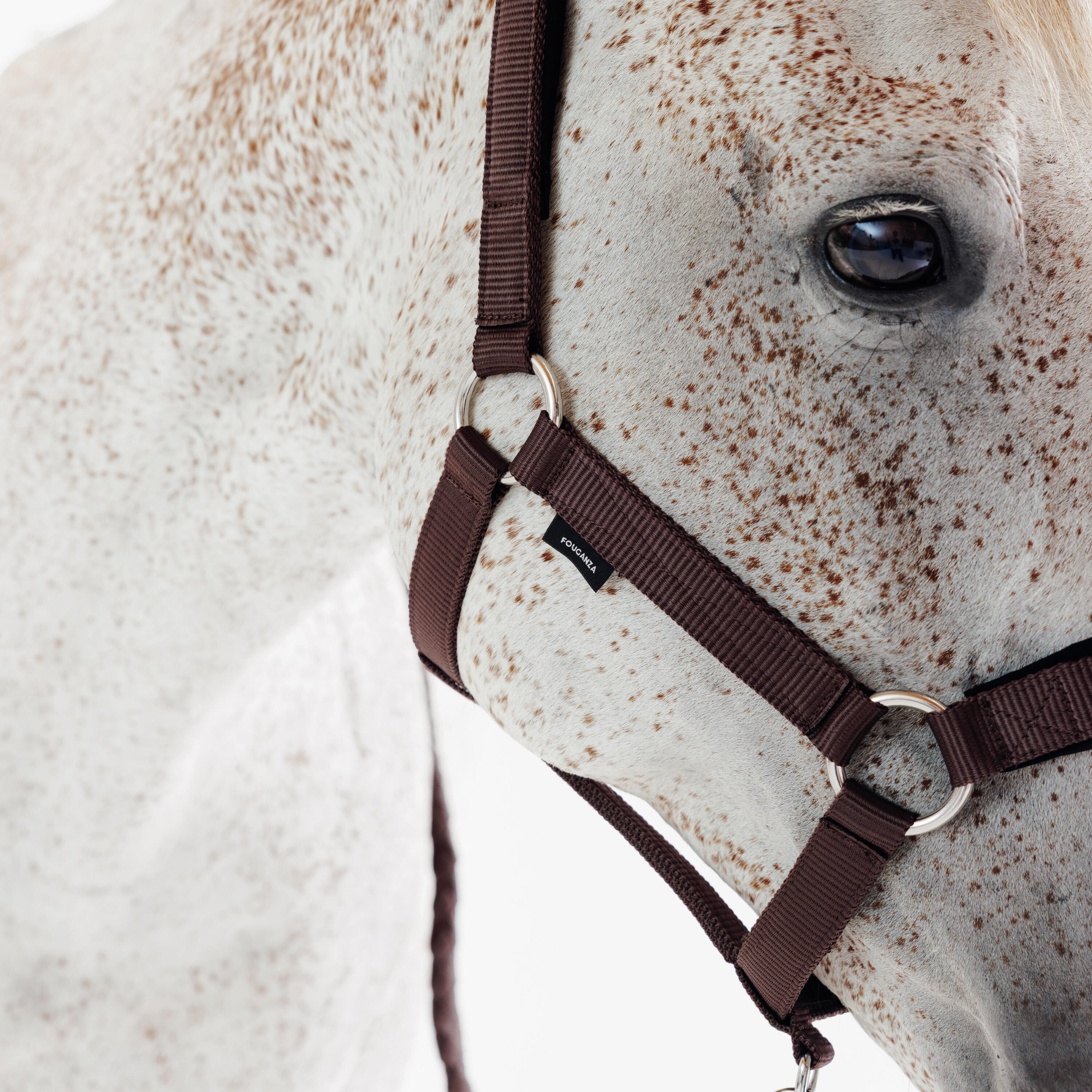 Kit licol et longe cheval en nubuck - Marron 4/7