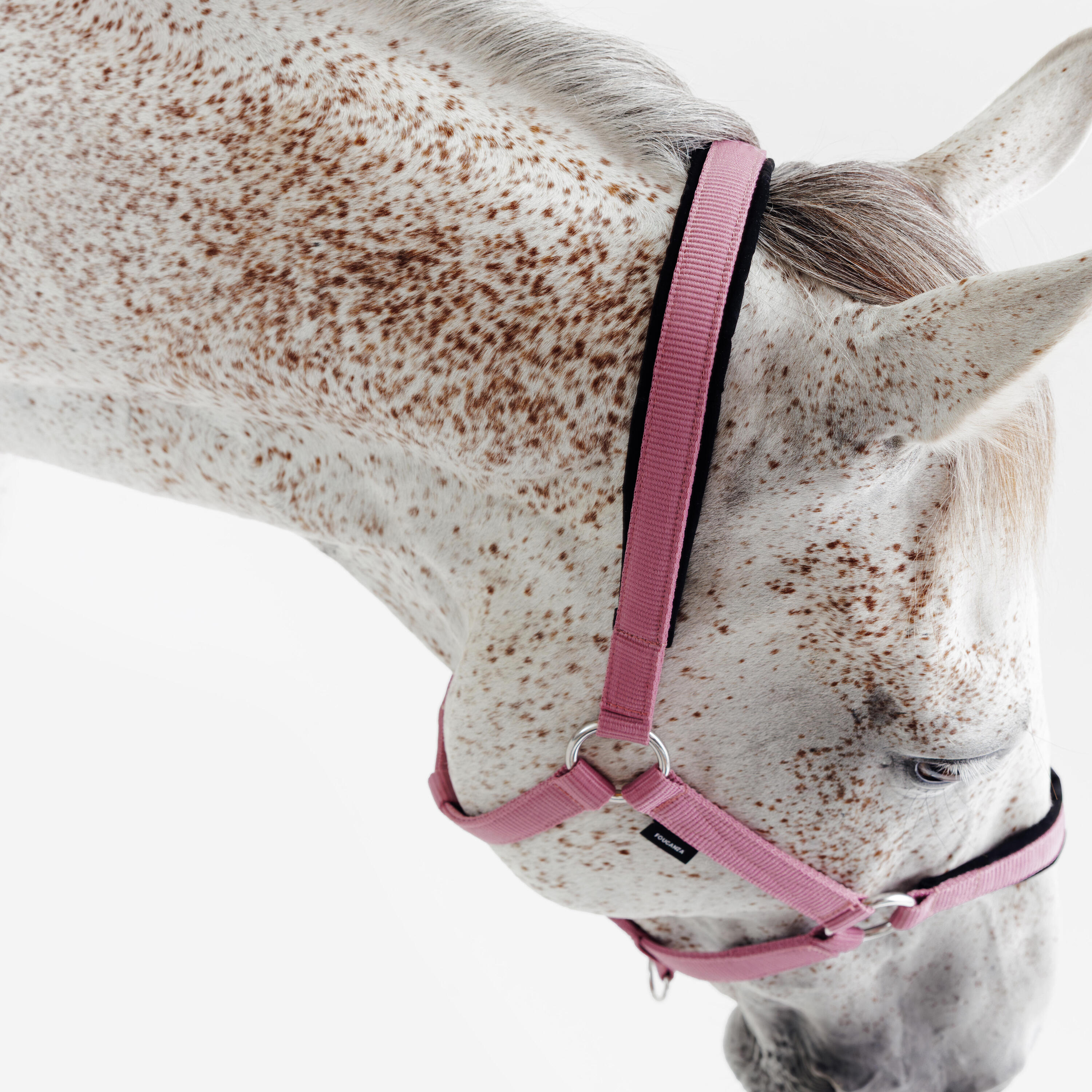 Embout Pony And Carriage Mors Fixe Liverpool Style D4 Pour Cheval
